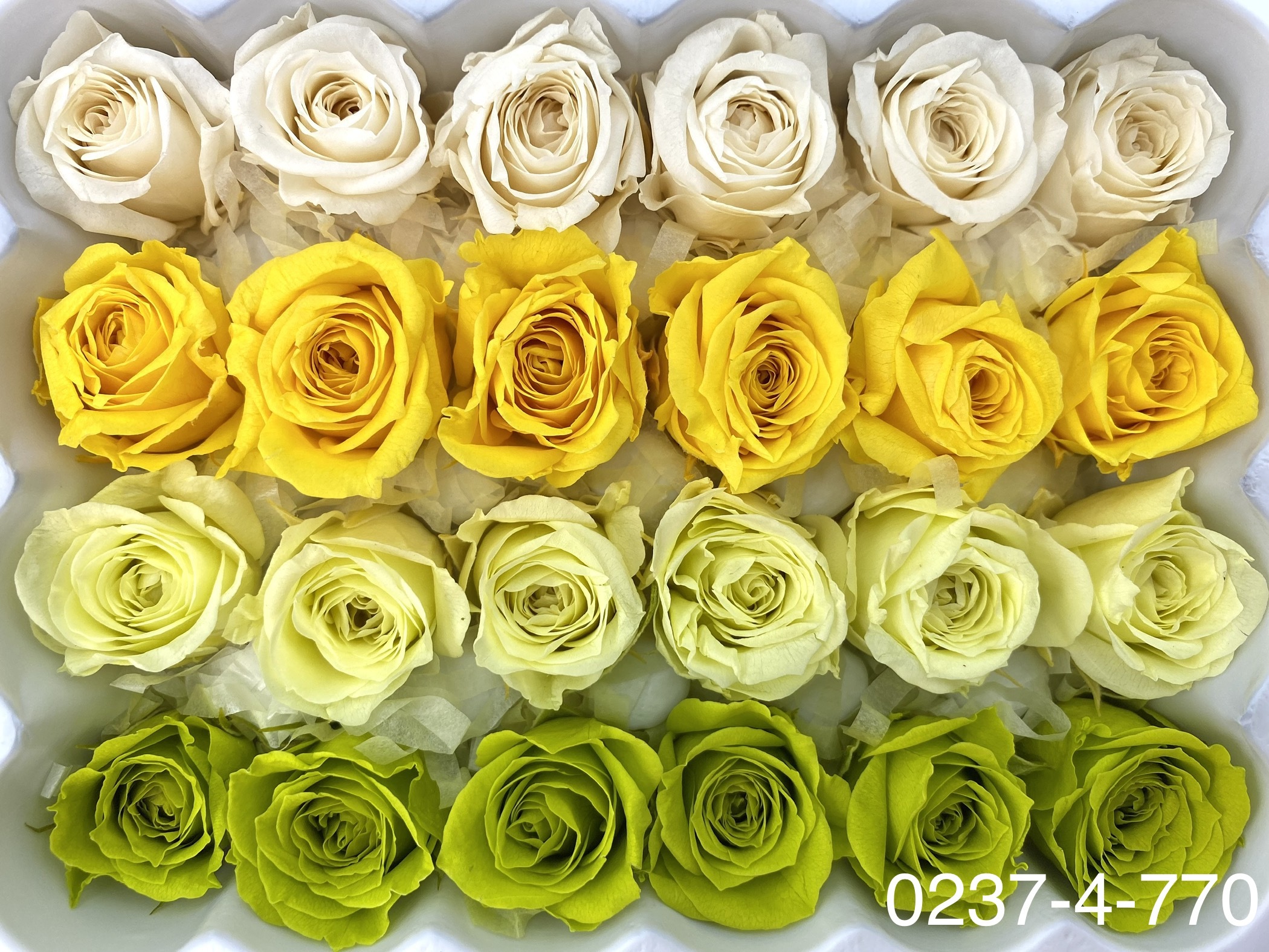 日本不凋迷你玫瑰(24朵) 02374-770