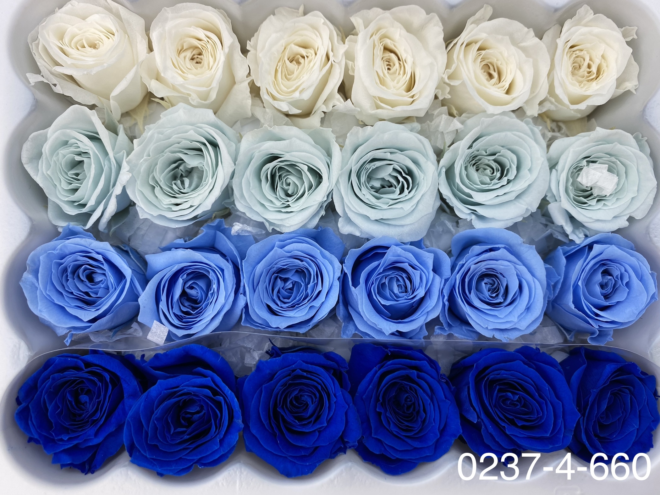 日本不凋迷你玫瑰(24朵) 02374-660