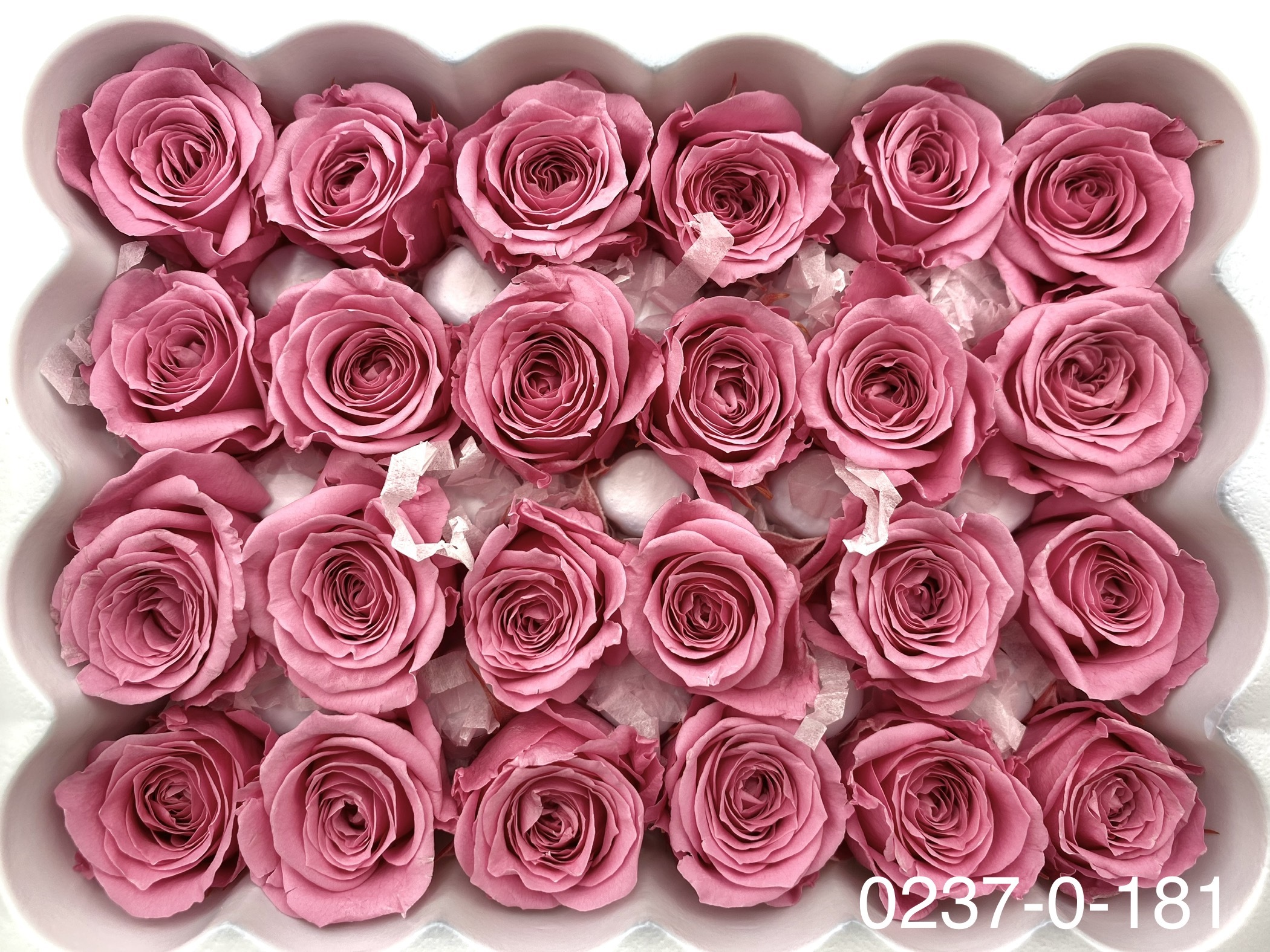 日本不凋迷你玫瑰(24朵) 02370-181