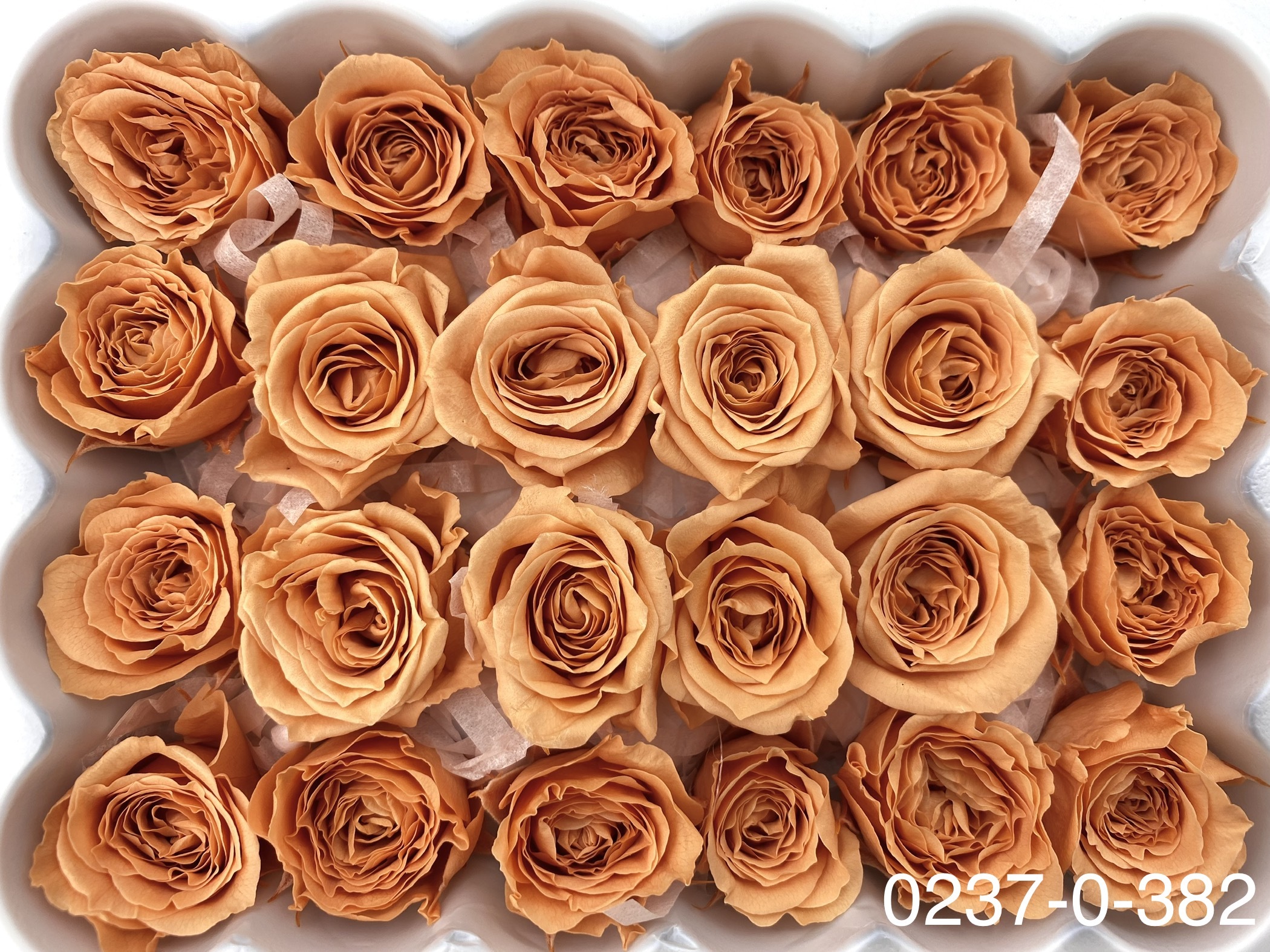 日本不凋迷你玫瑰(24朵) 02370-382