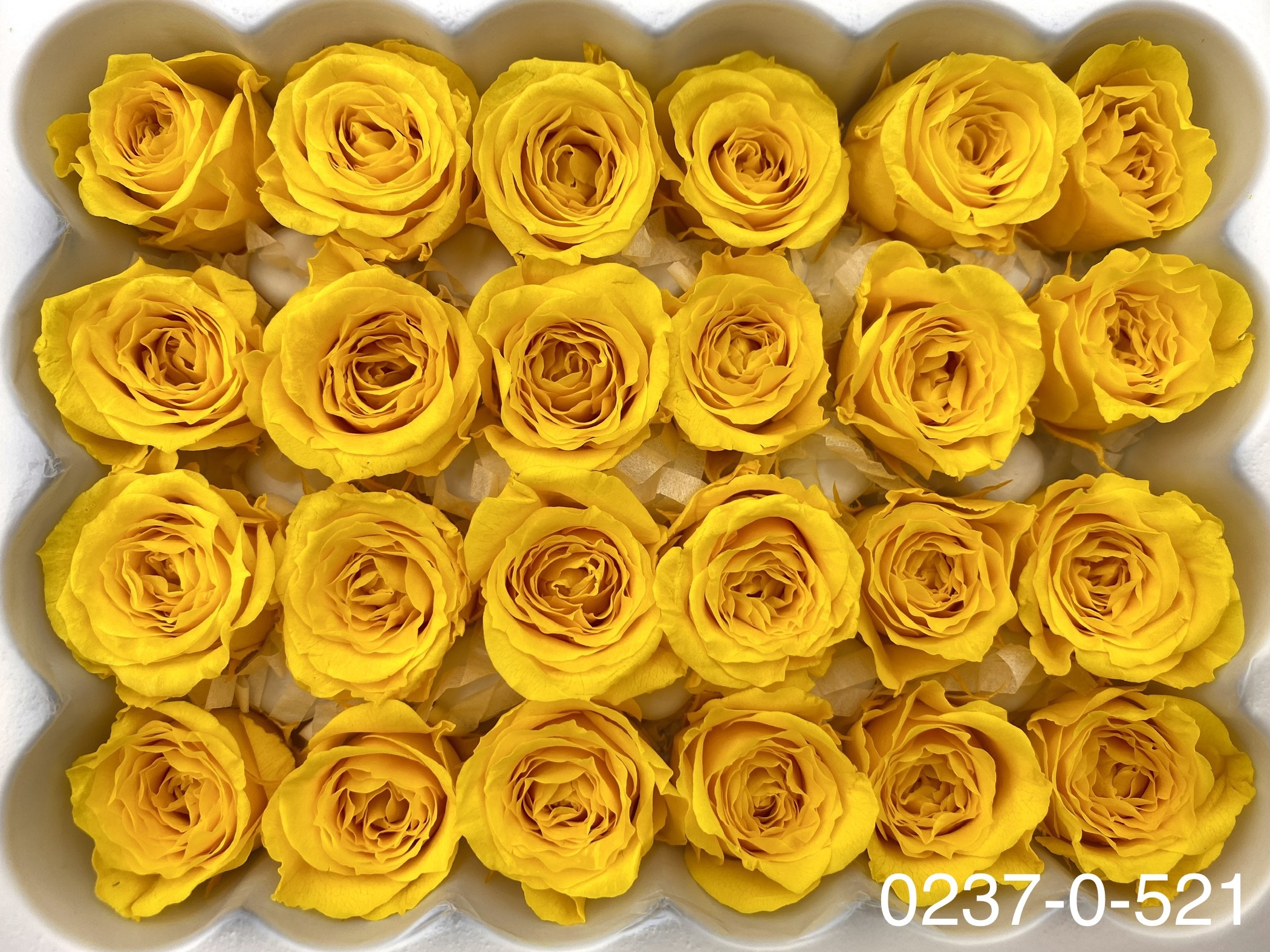 日本不凋迷你玫瑰(24朵) 02370-521