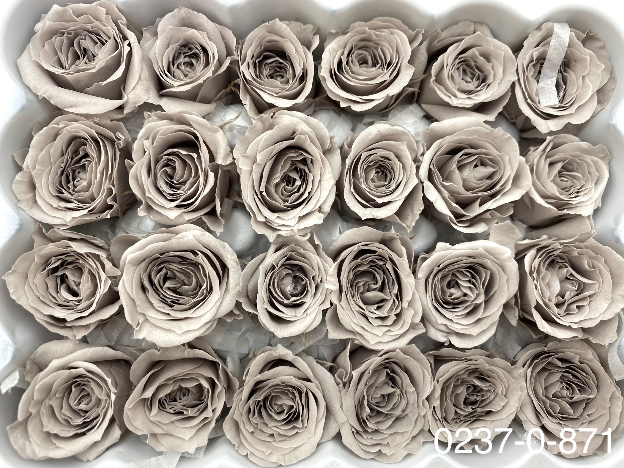 日本不凋迷你玫瑰(24朵) 02370-871