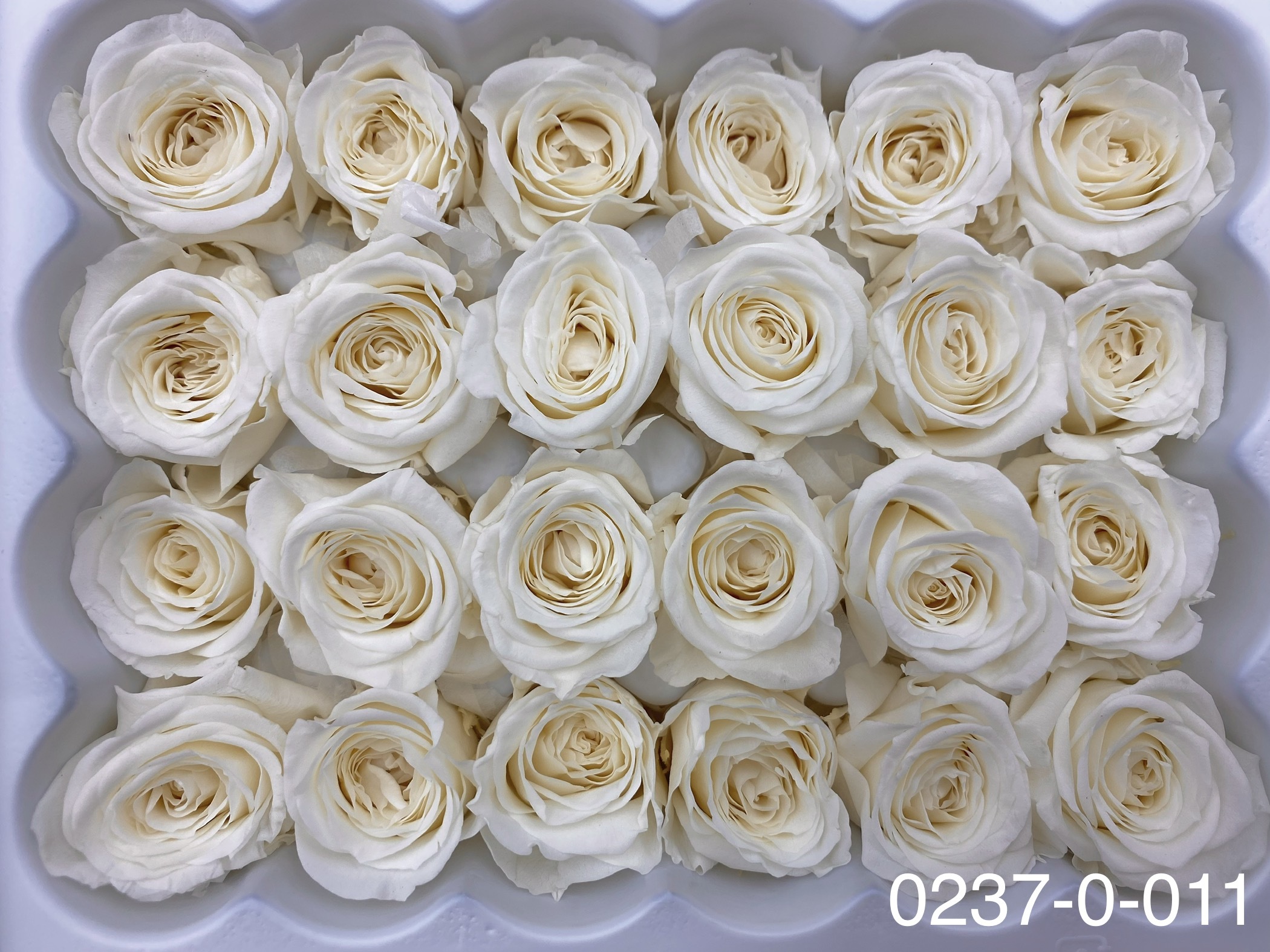 日本不凋迷你玫瑰(24朵) 02370-011