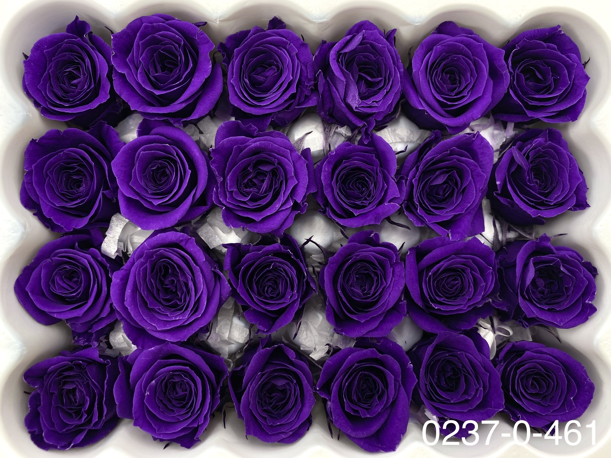 日本不凋迷你玫瑰(24朵) 02370-461