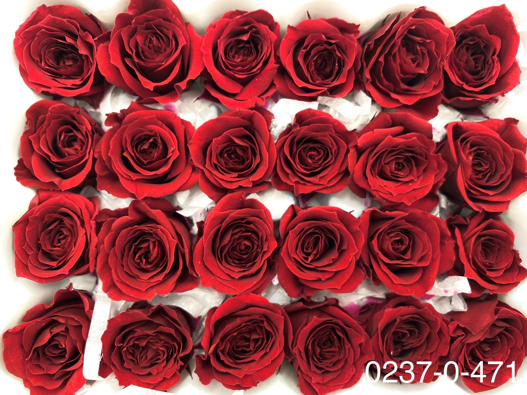 日本不凋迷你玫瑰(24朵) 02370-471