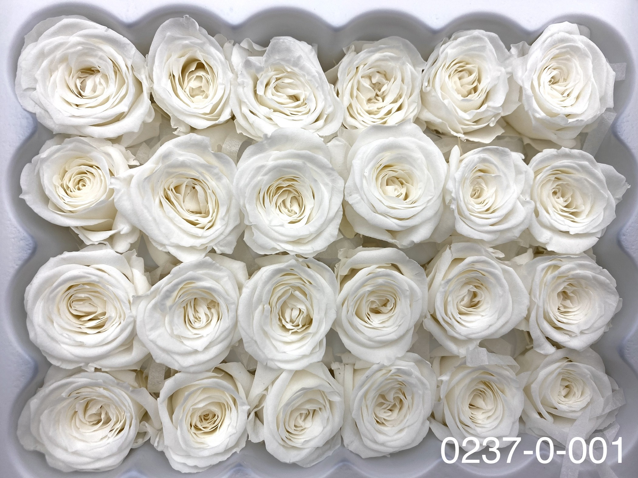 日本不凋迷你玫瑰(24朵) 02370-001