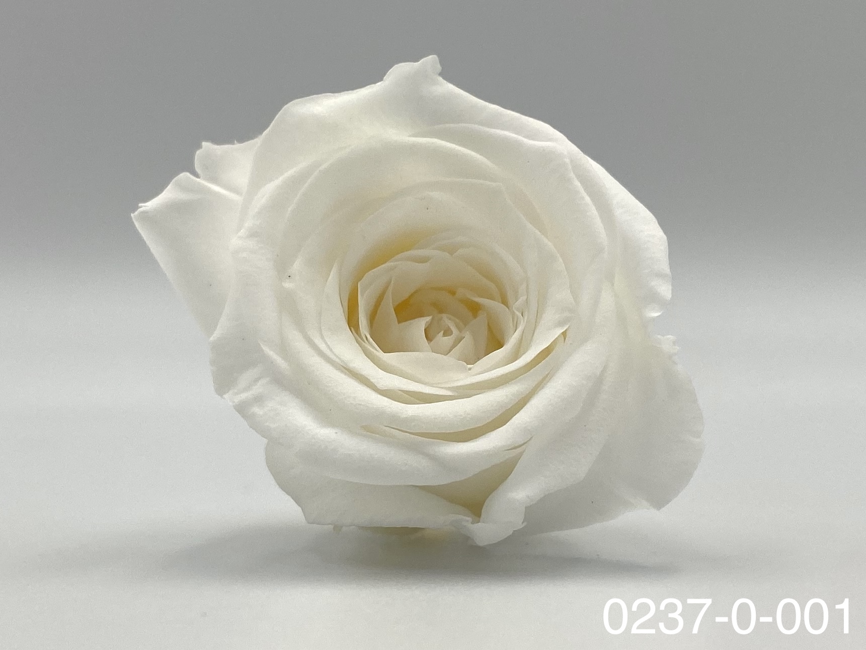 日本不凋迷你玫瑰(24朵) 02370-001