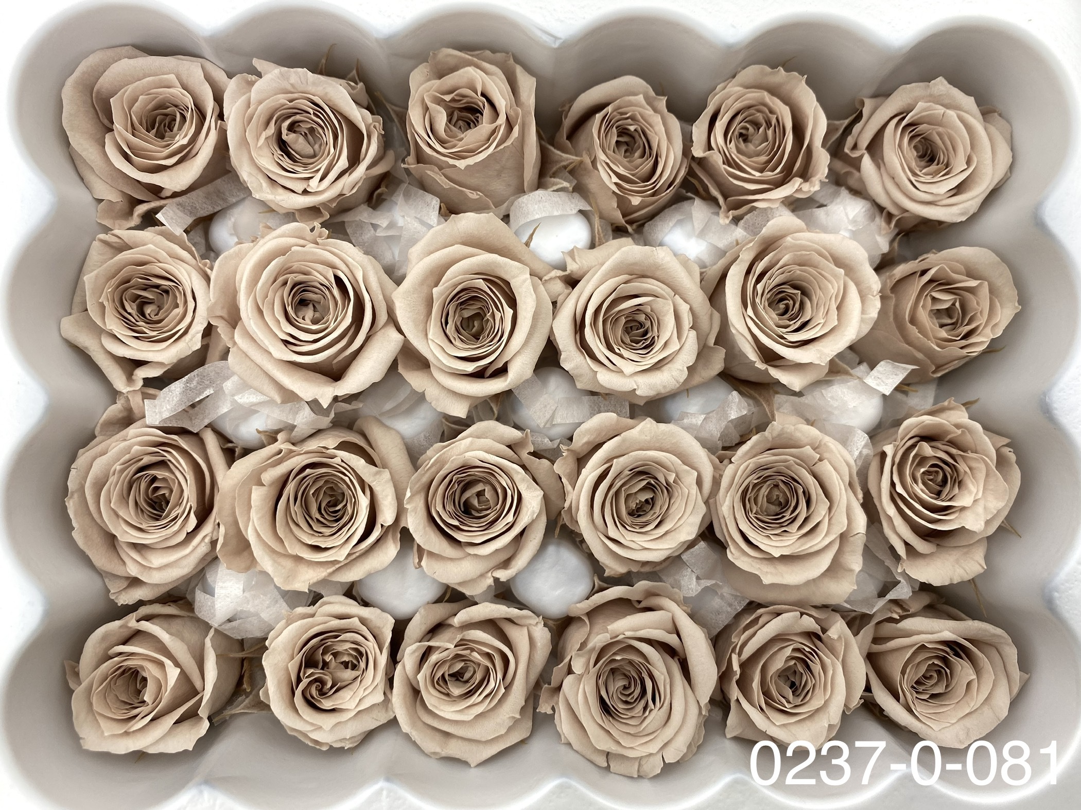 日本不凋迷你玫瑰(24朵) 02370-081