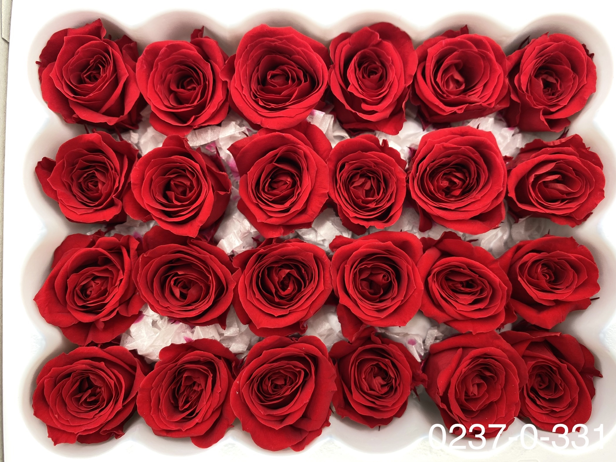 日本不凋迷你玫瑰(24朵) 02370-331