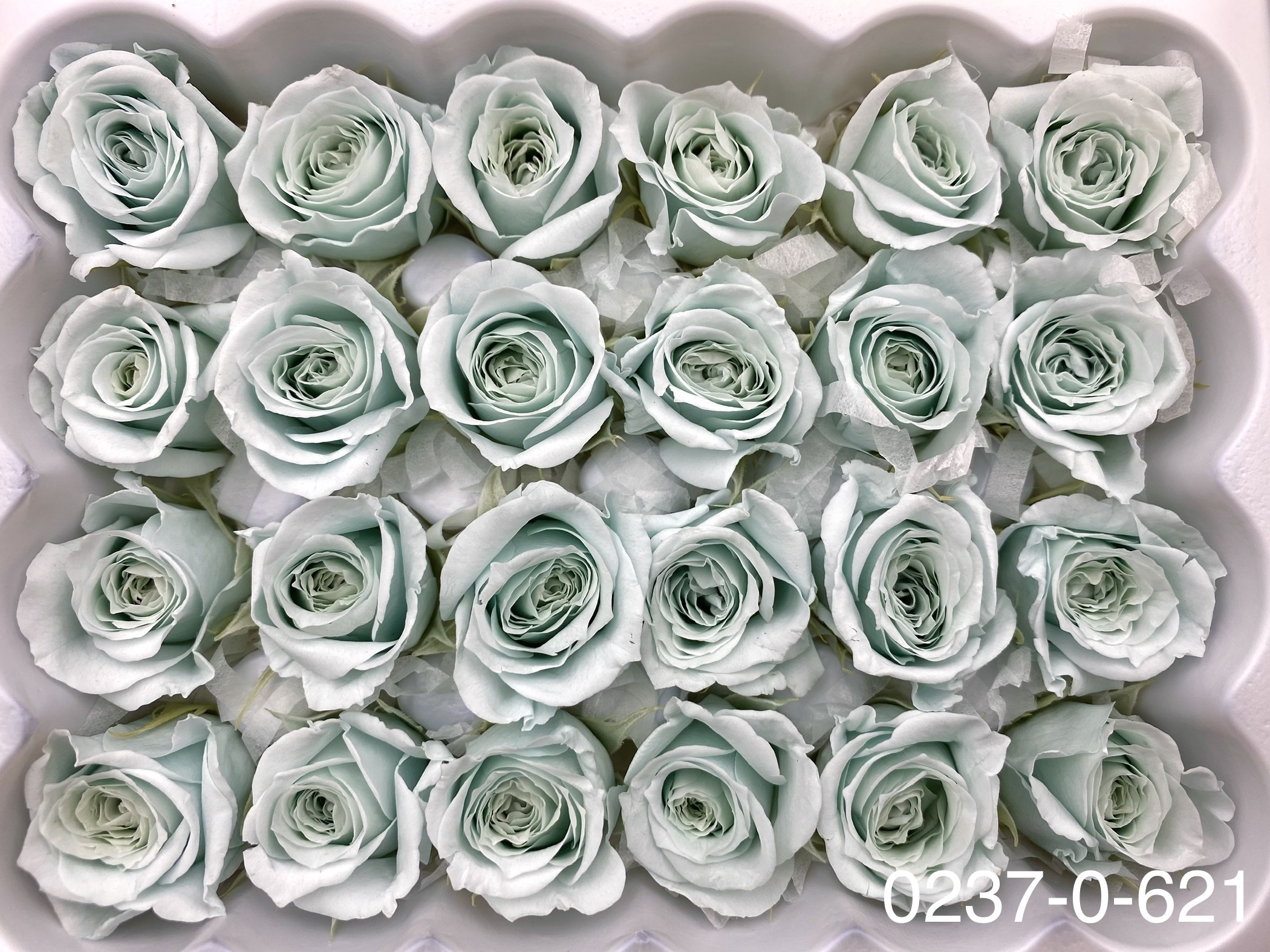 日本不凋迷你玫瑰(24朵) 02370-621