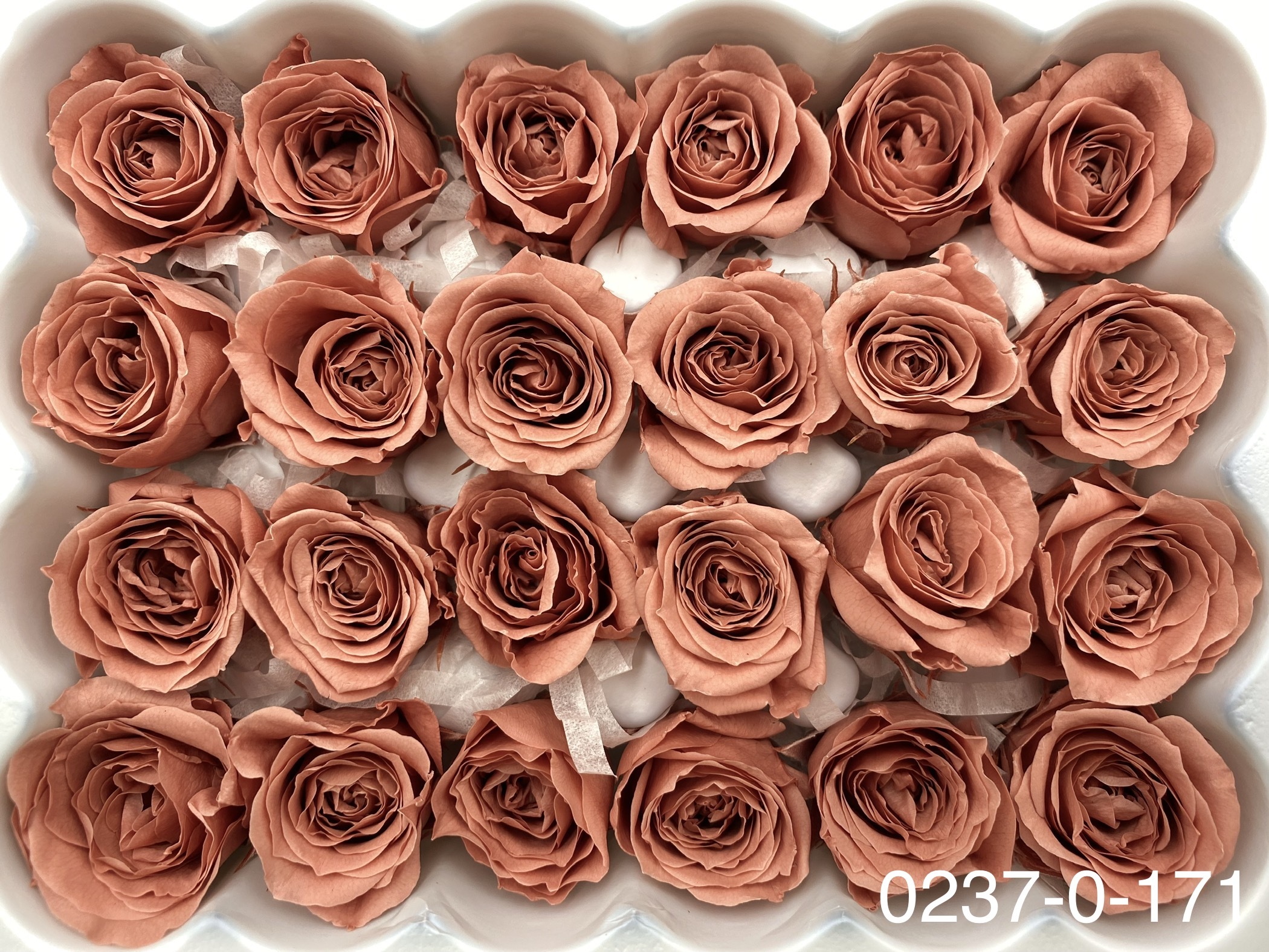 日本不凋迷你玫瑰(24朵) 02370-171