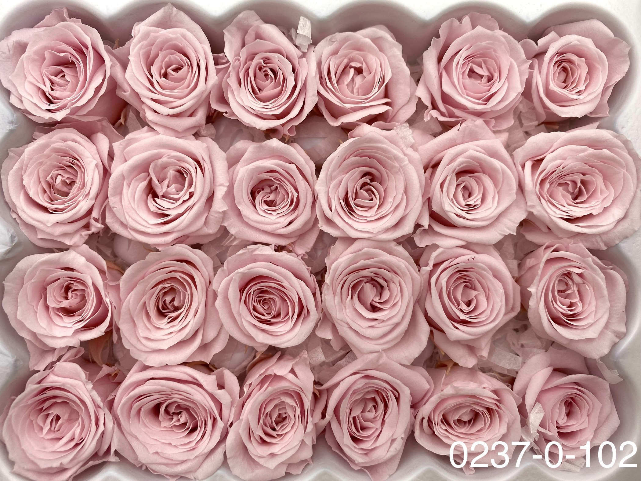 日本不凋迷你玫瑰(24朵) 02370-102