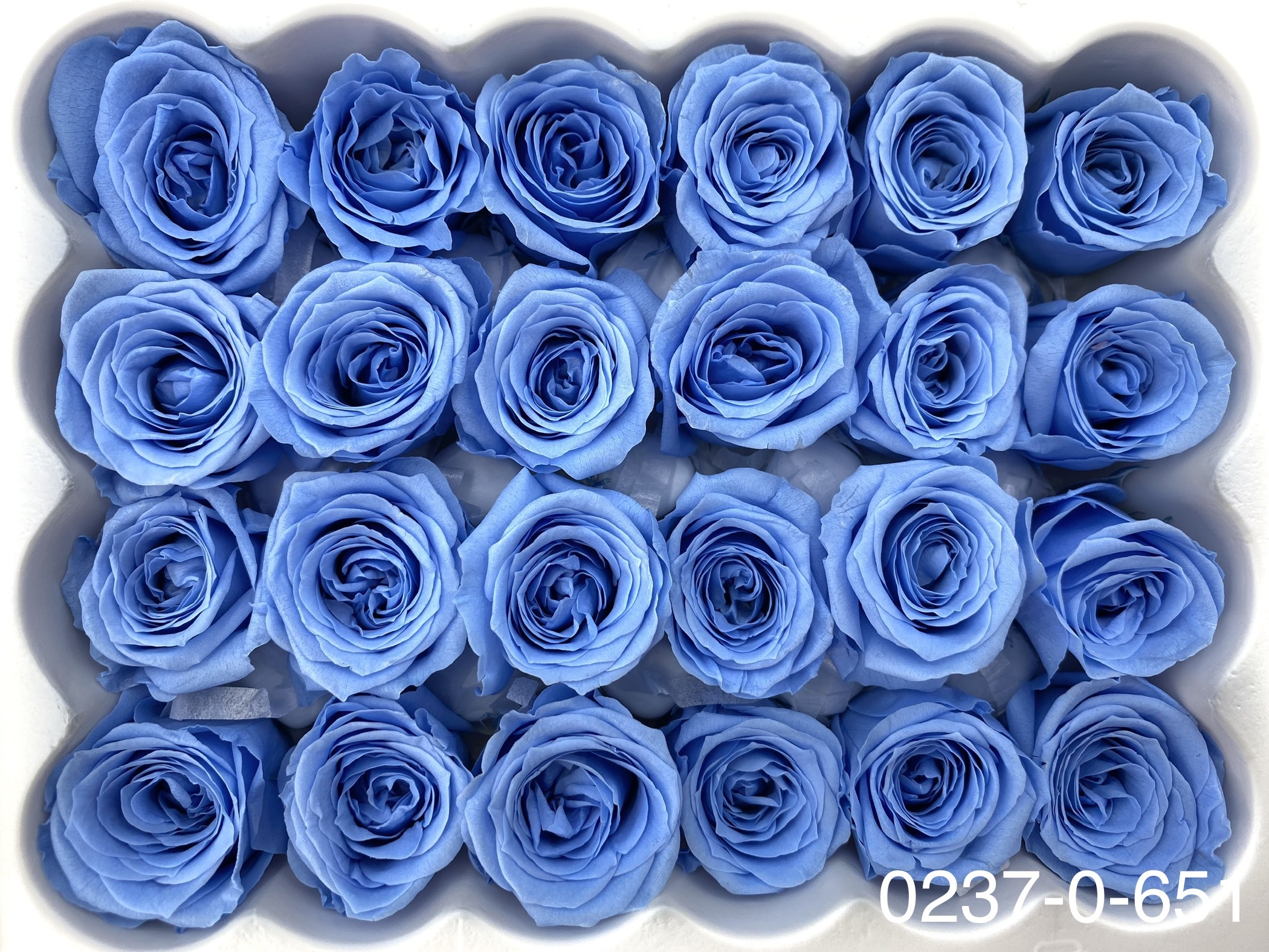 日本不凋迷你玫瑰(24朵) 02370-651