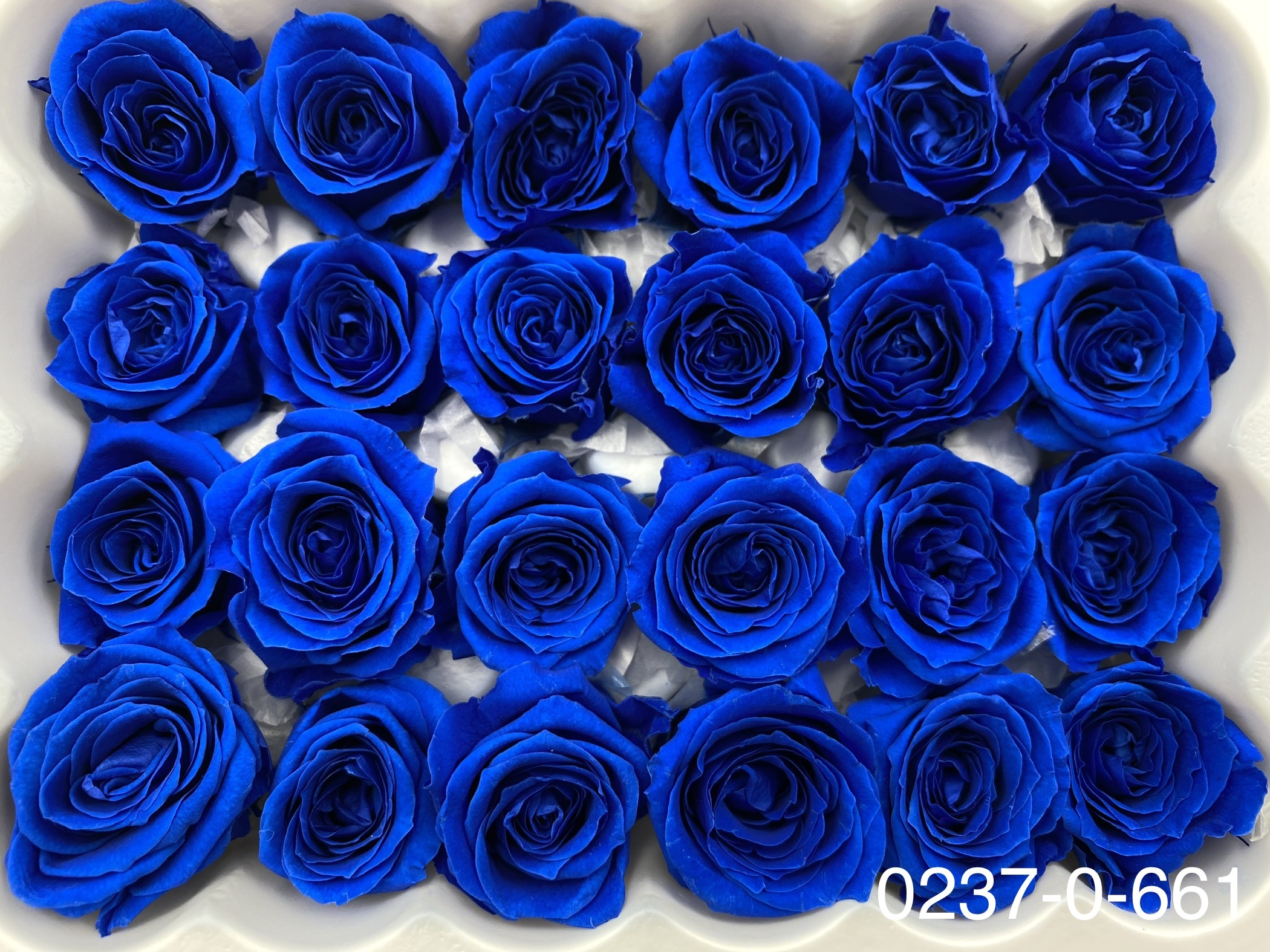 日本不凋迷你玫瑰(24朵) 02370-661