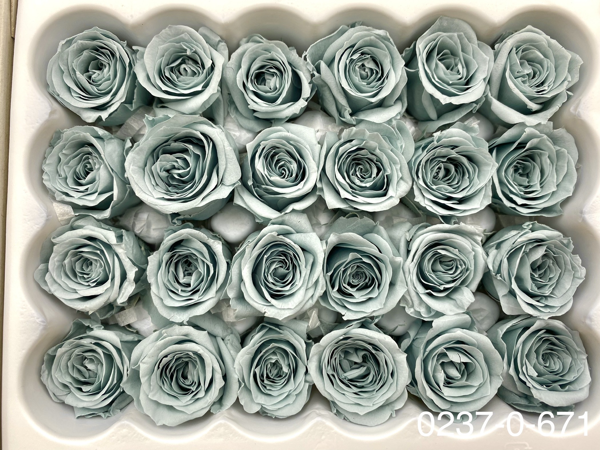 日本不凋迷你玫瑰(24朵) 02370-671