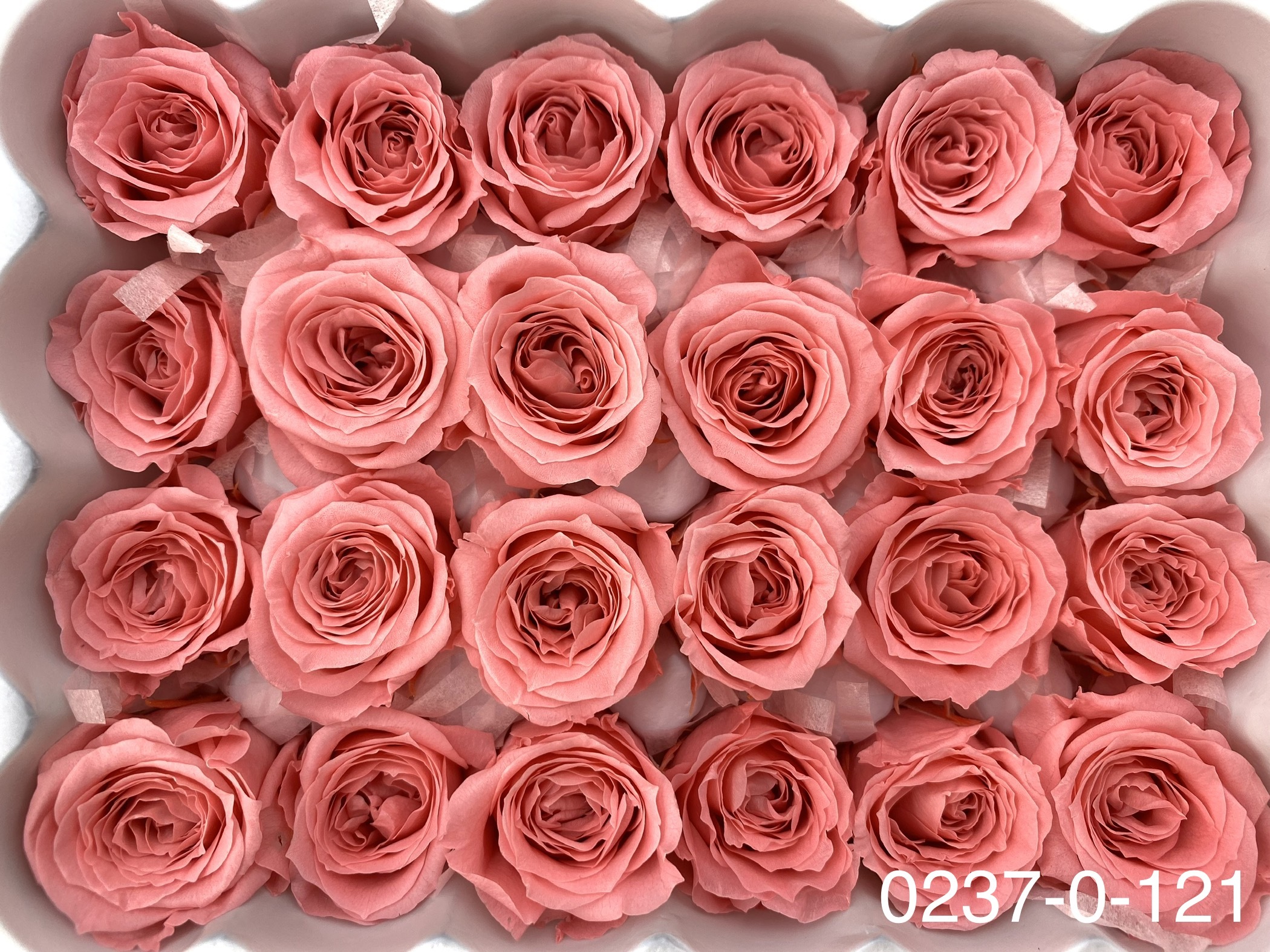 日本不凋迷你玫瑰(24朵) 02370-121