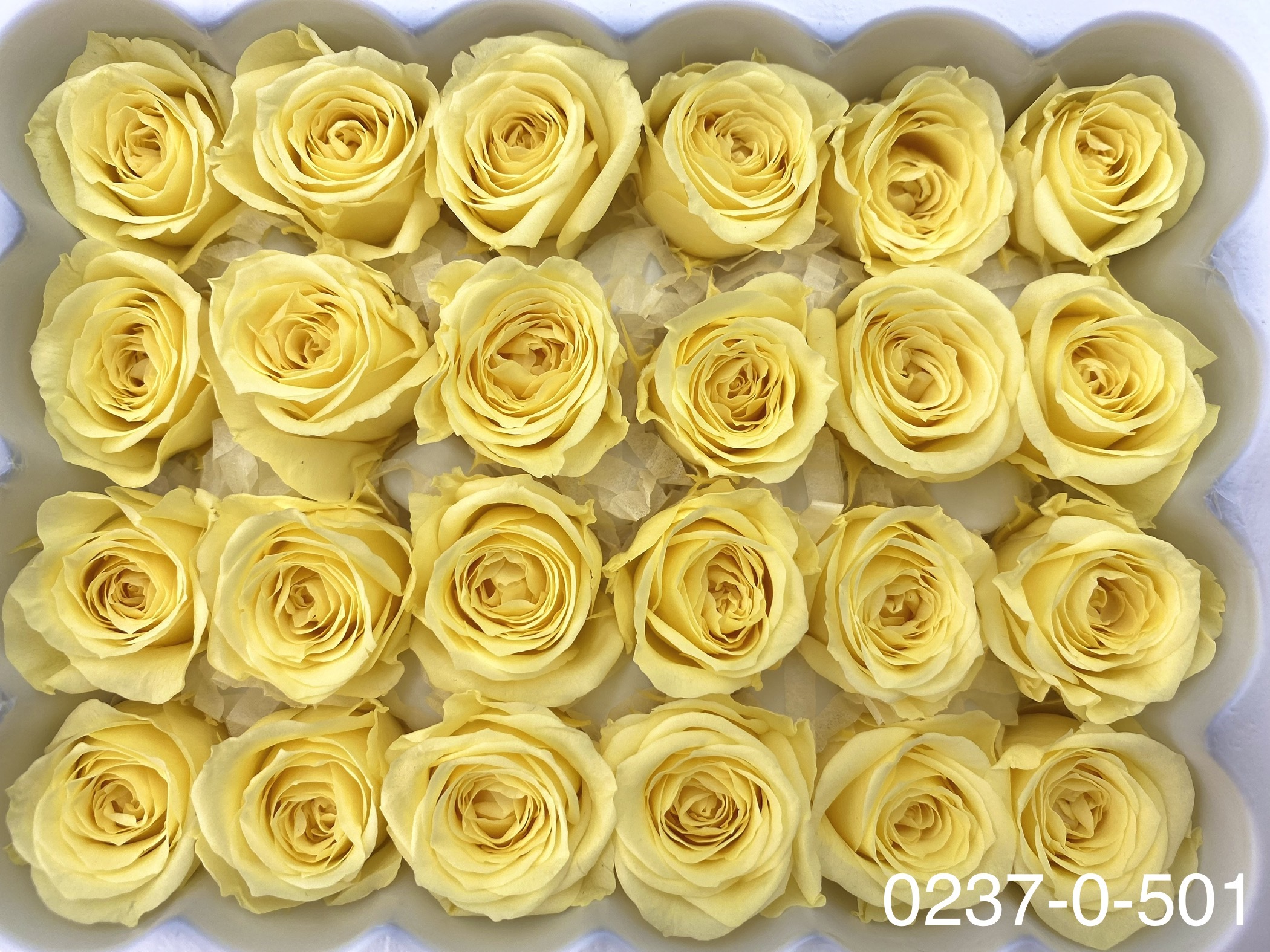 日本不凋迷你玫瑰(24朵) 02370-501