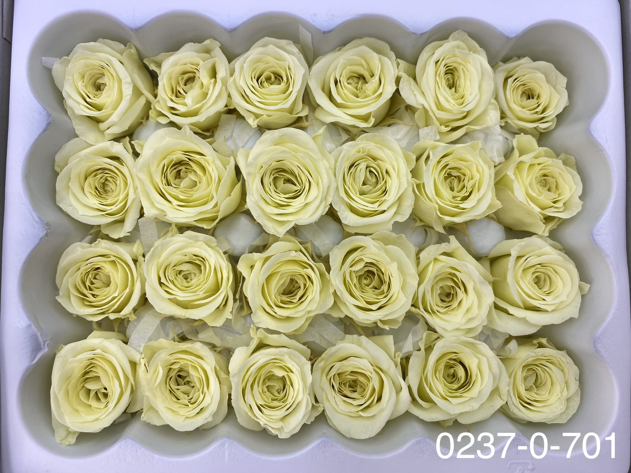 日本不凋迷你玫瑰(24朵) 02370-701