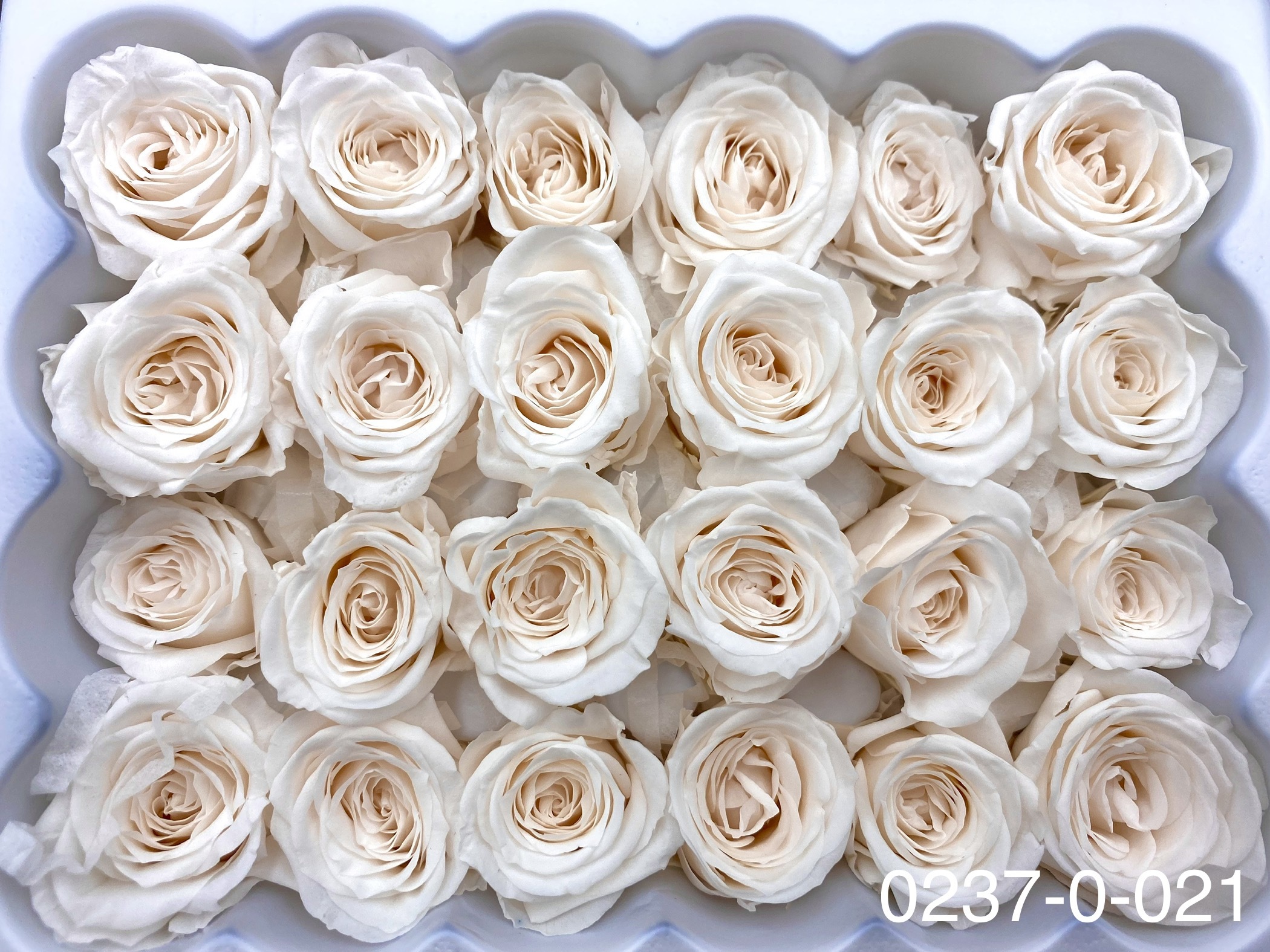 日本不凋迷你玫瑰(24朵) 02370-021