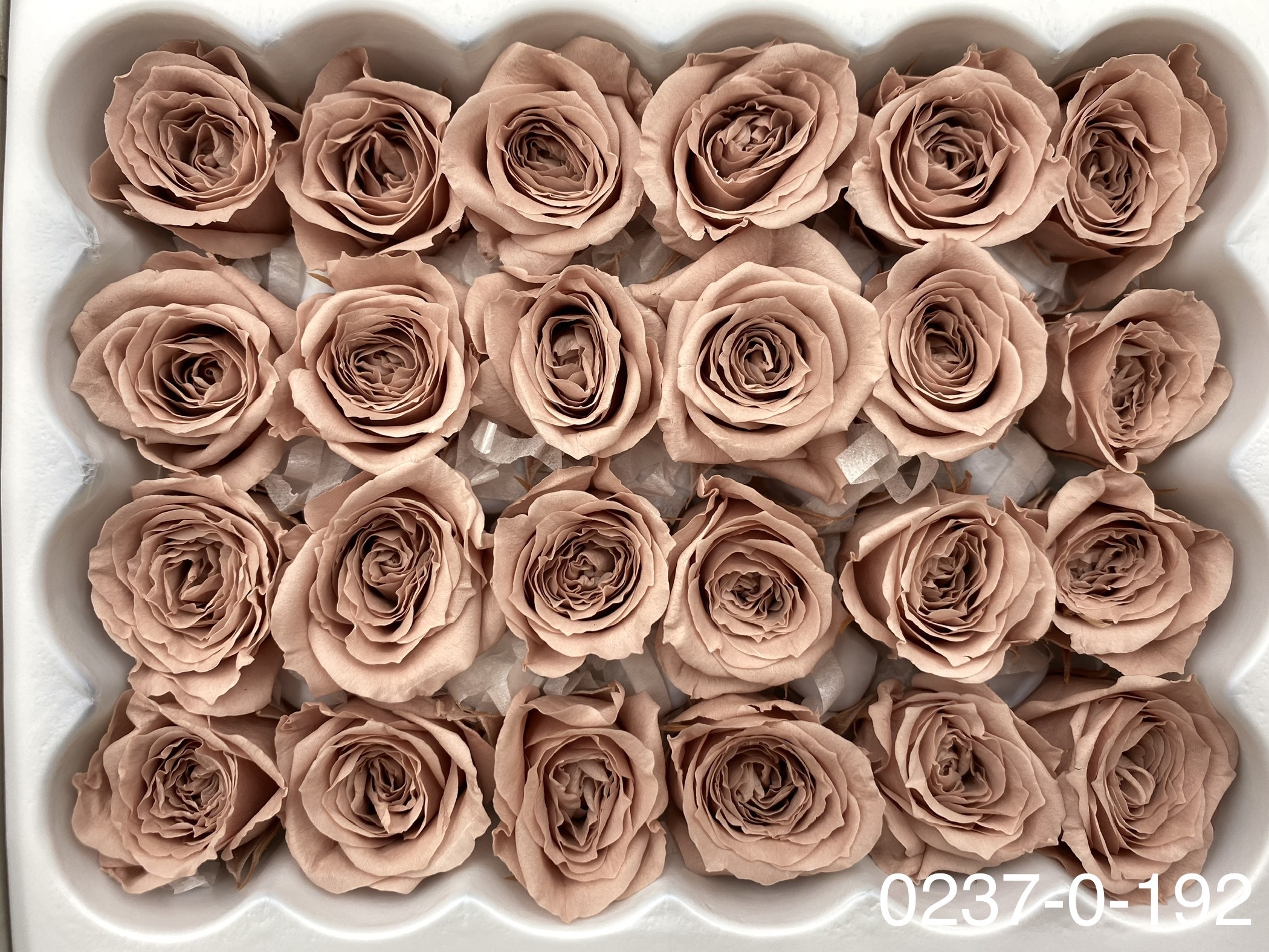 日本不凋迷你玫瑰(24朵) 02370-192