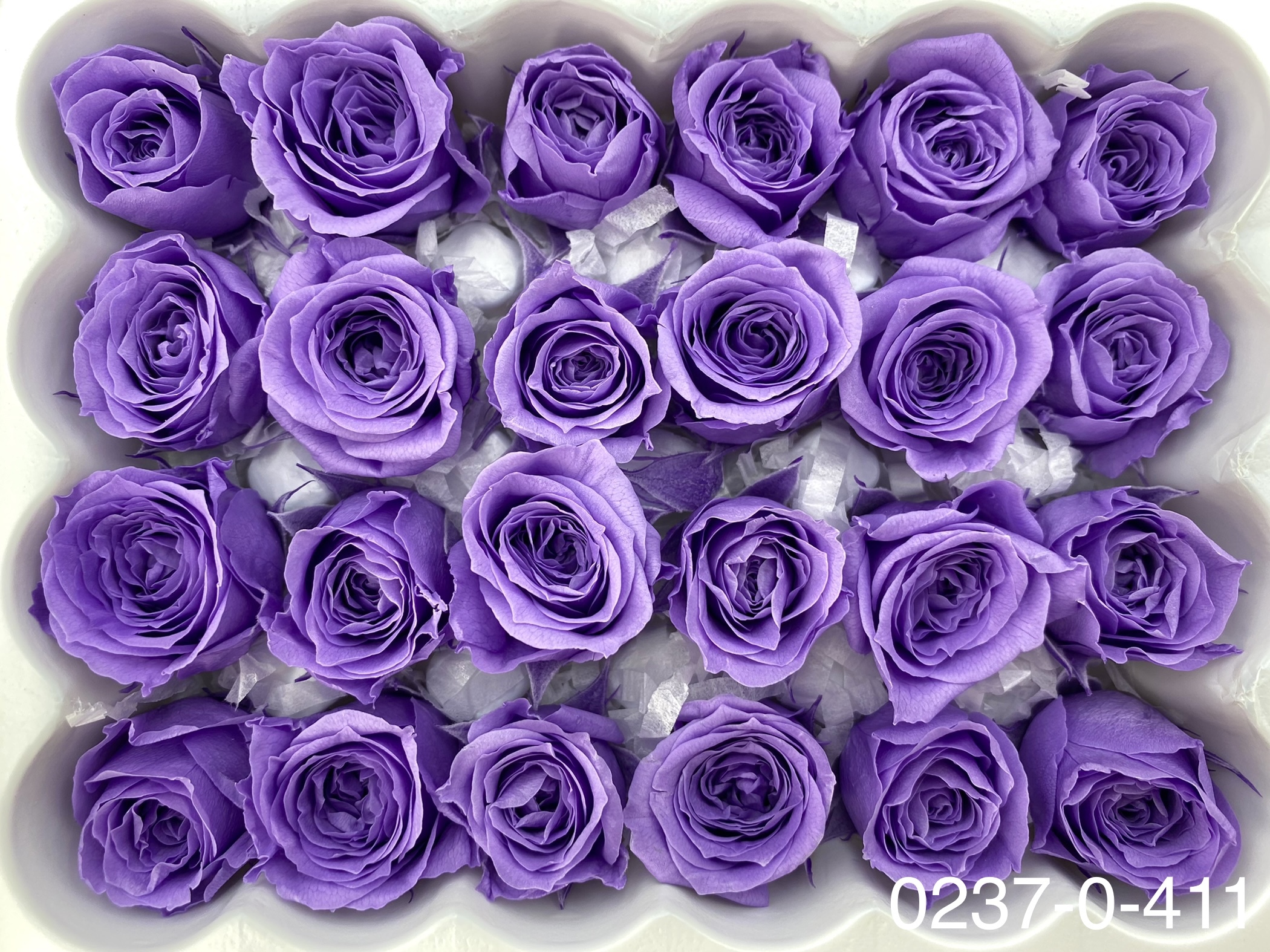 日本不凋迷你玫瑰(24朵) 02370-411