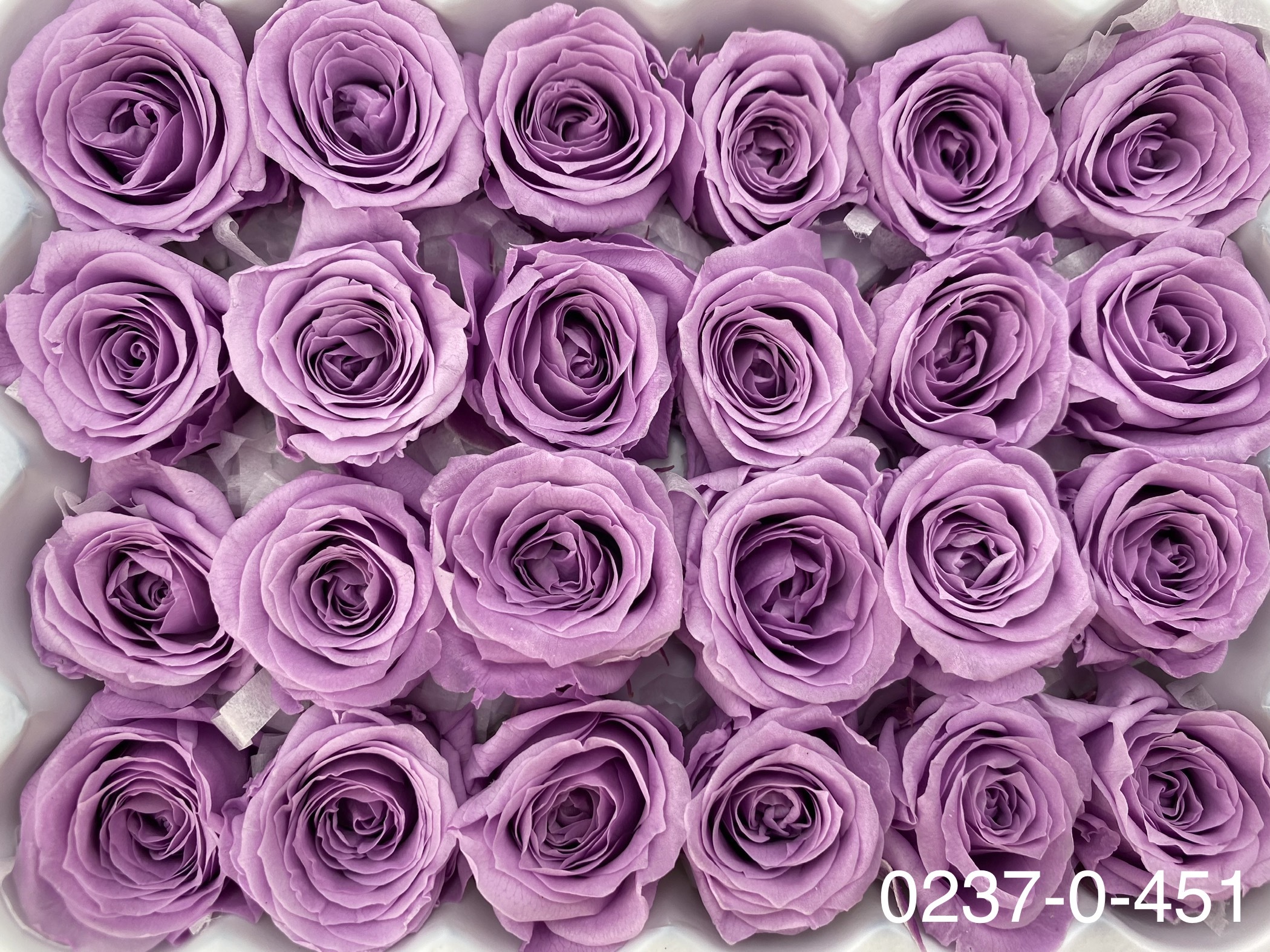 日本不凋迷你玫瑰(24朵) 02370-451