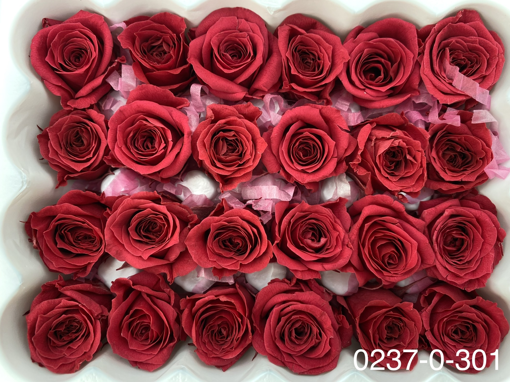 日本不凋迷你玫瑰(24朵) 02370-301