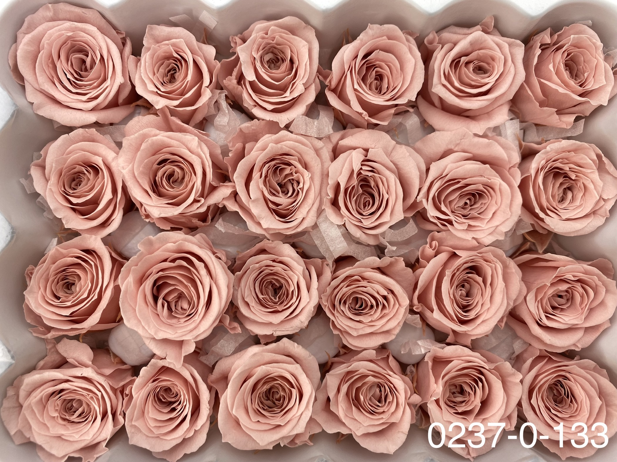 日本不凋迷你玫瑰(24朵) 02370-133