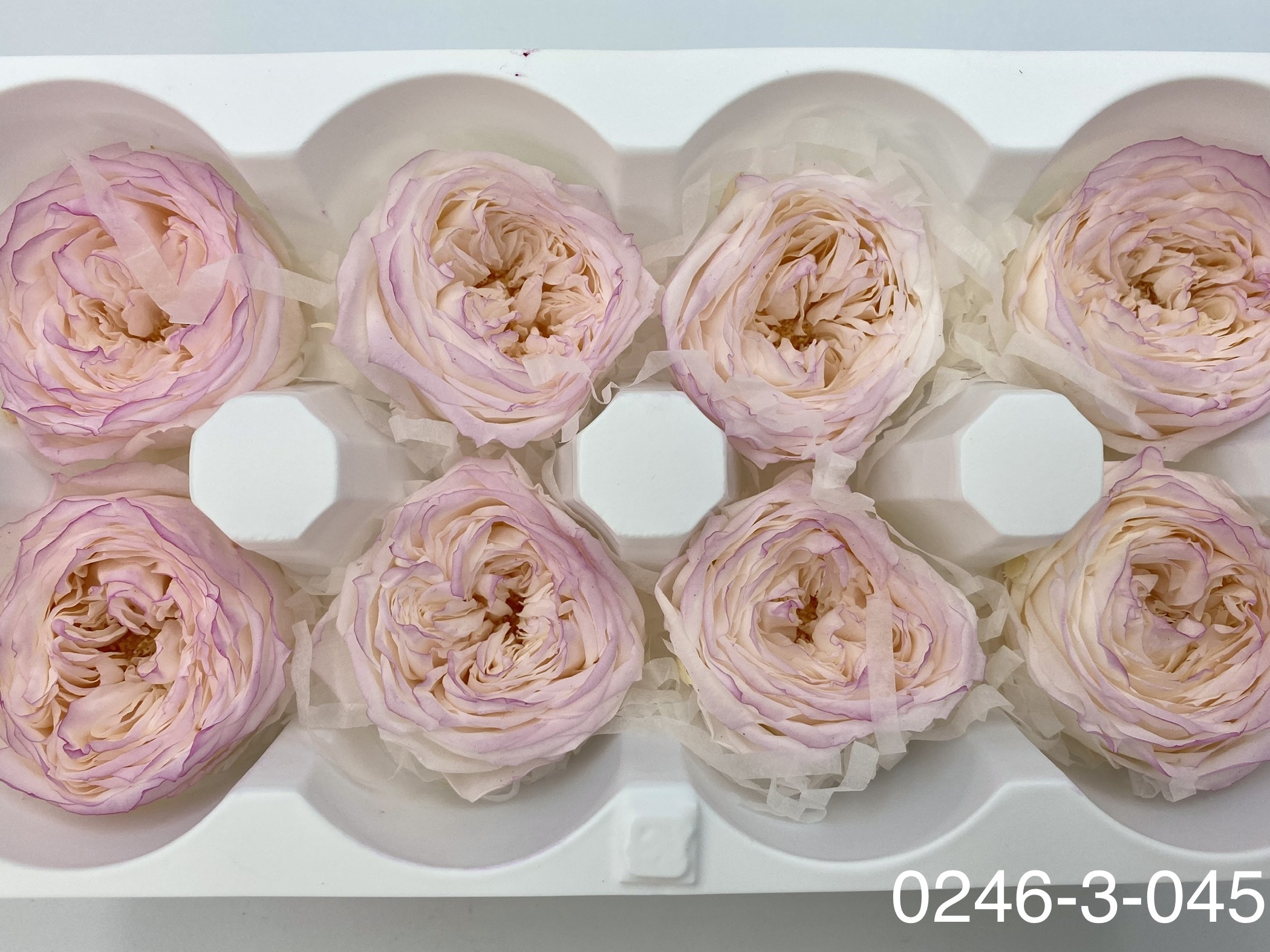 日本不凋庭園玫瑰 02463-045