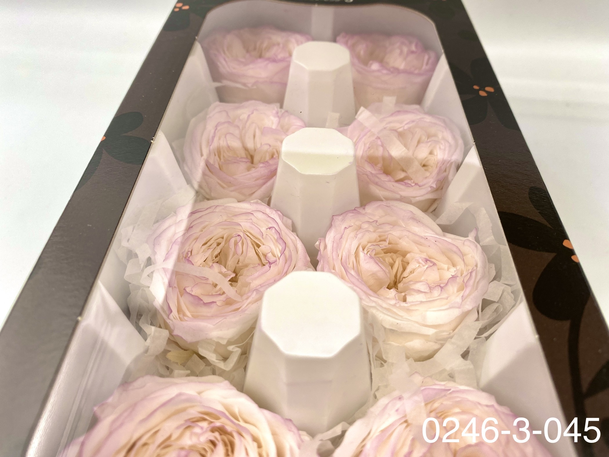 日本不凋庭園玫瑰 02463-045