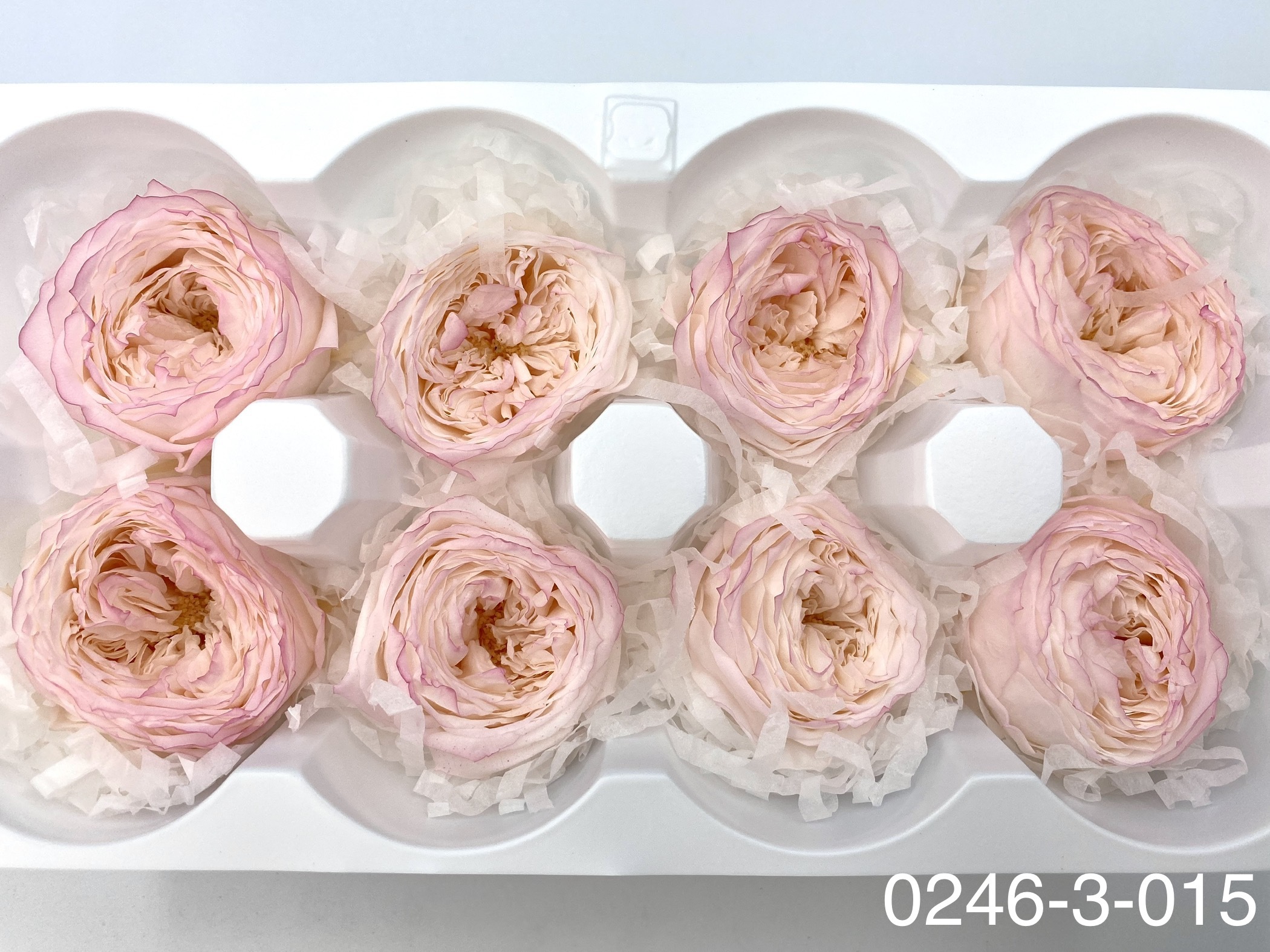 日本不凋庭園玫瑰 02463-015