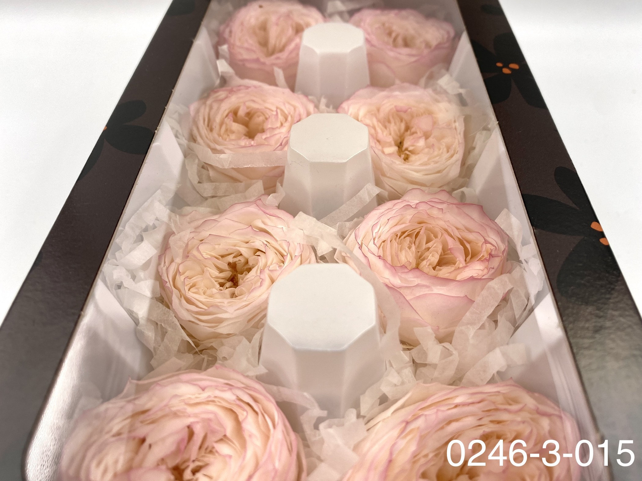 日本不凋庭園玫瑰 02463-015