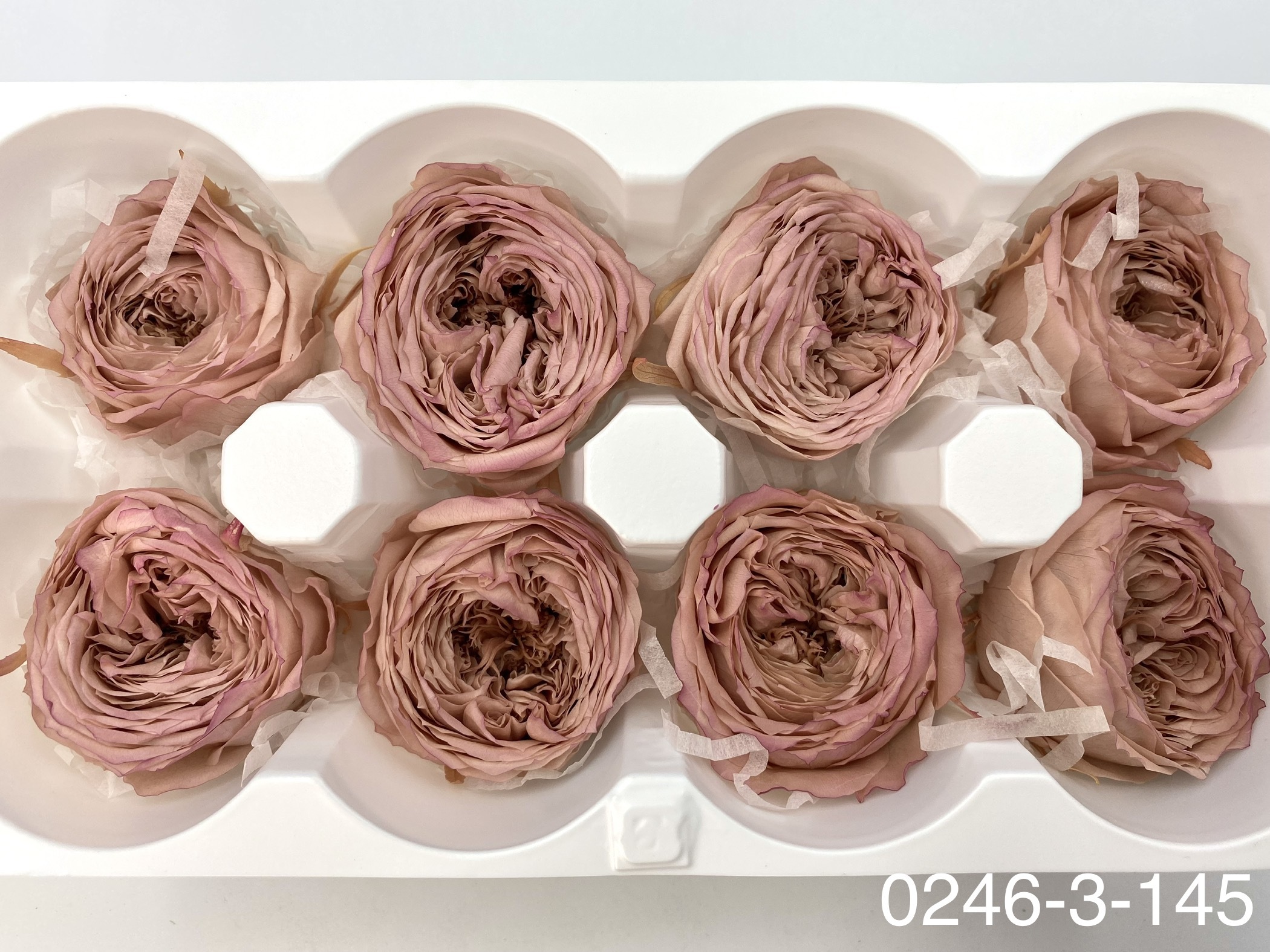 日本不凋庭園玫瑰 02463-145