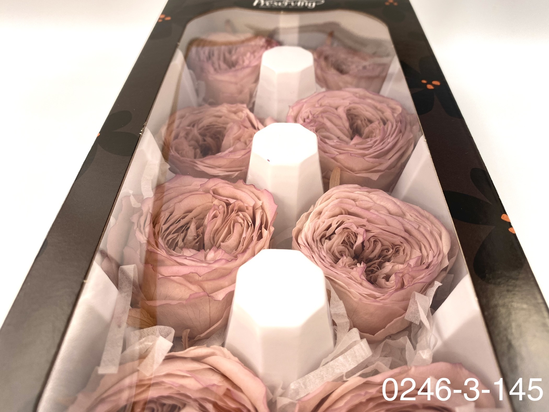 日本不凋庭園玫瑰 02463-145