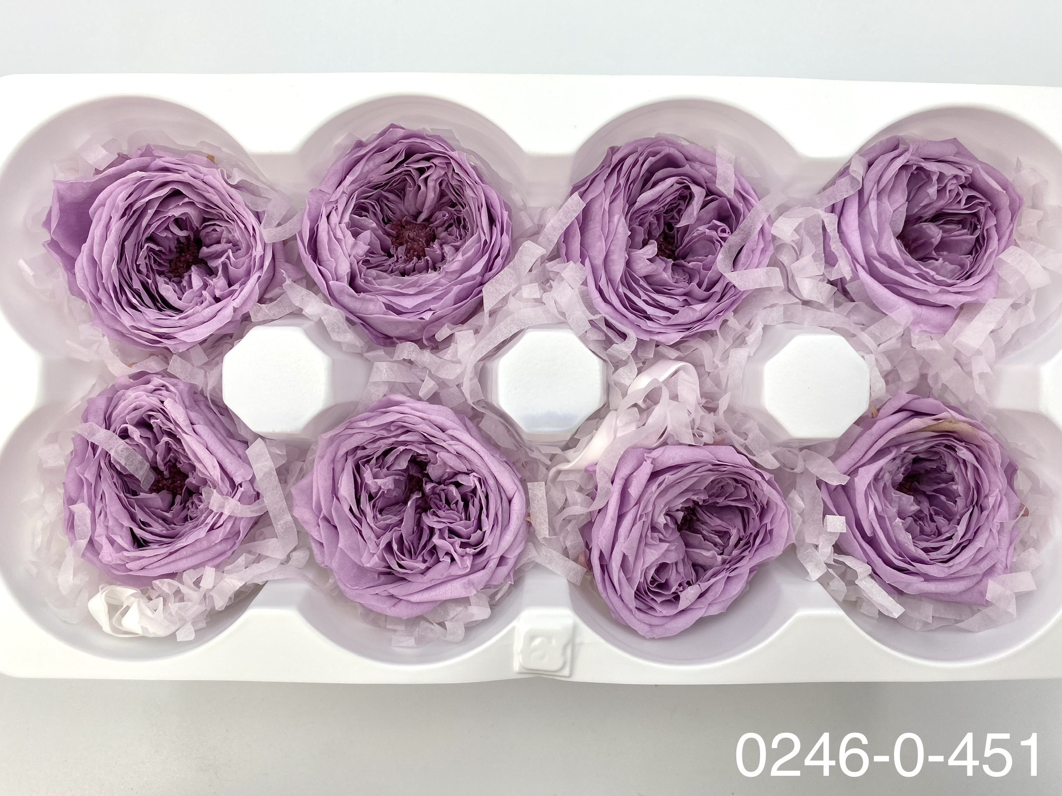 日本不凋庭園玫瑰 02460-451