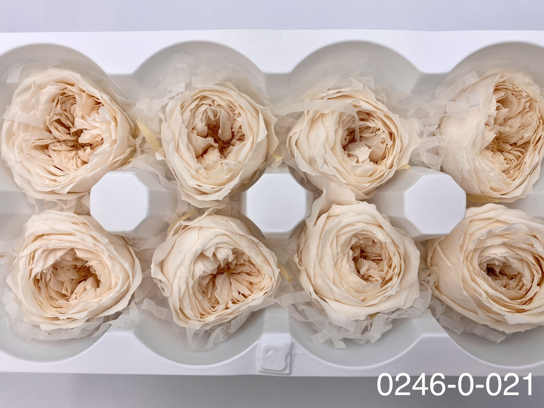 日本不凋庭園玫瑰 02460-021