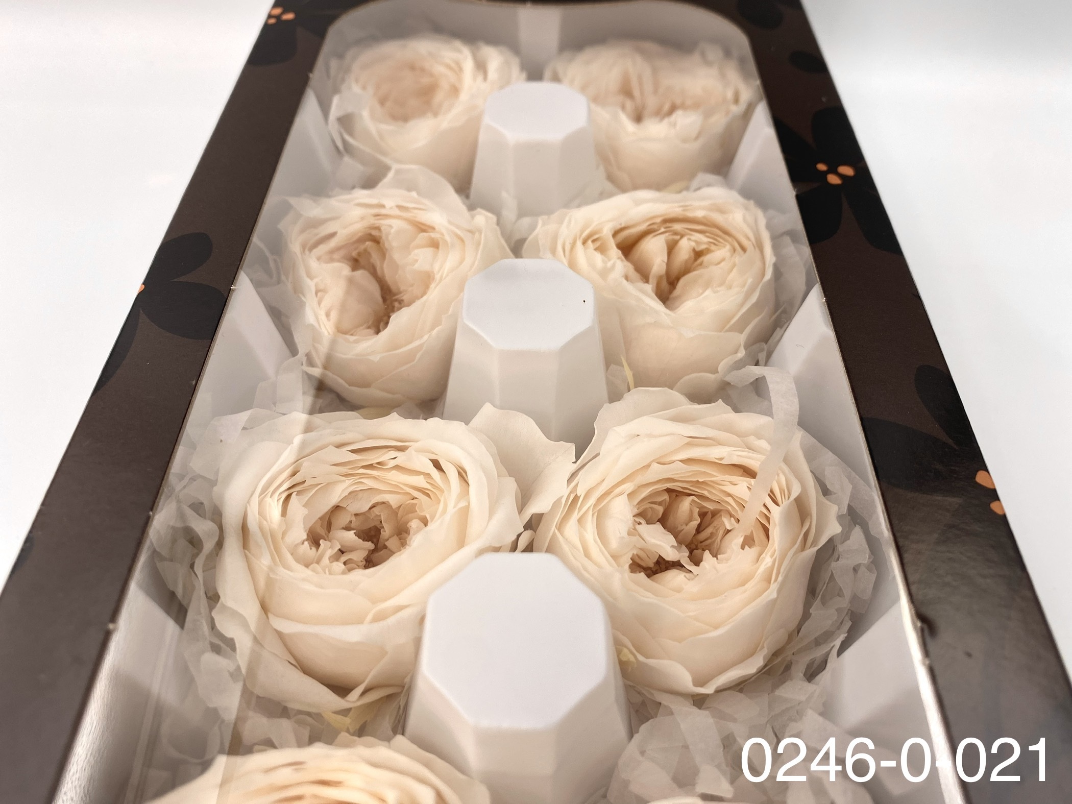 日本不凋庭園玫瑰 02460-021