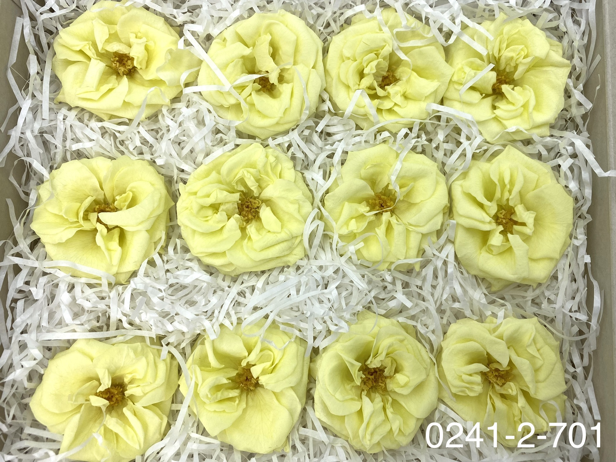 日本不凋薔薇玫瑰 02412-701