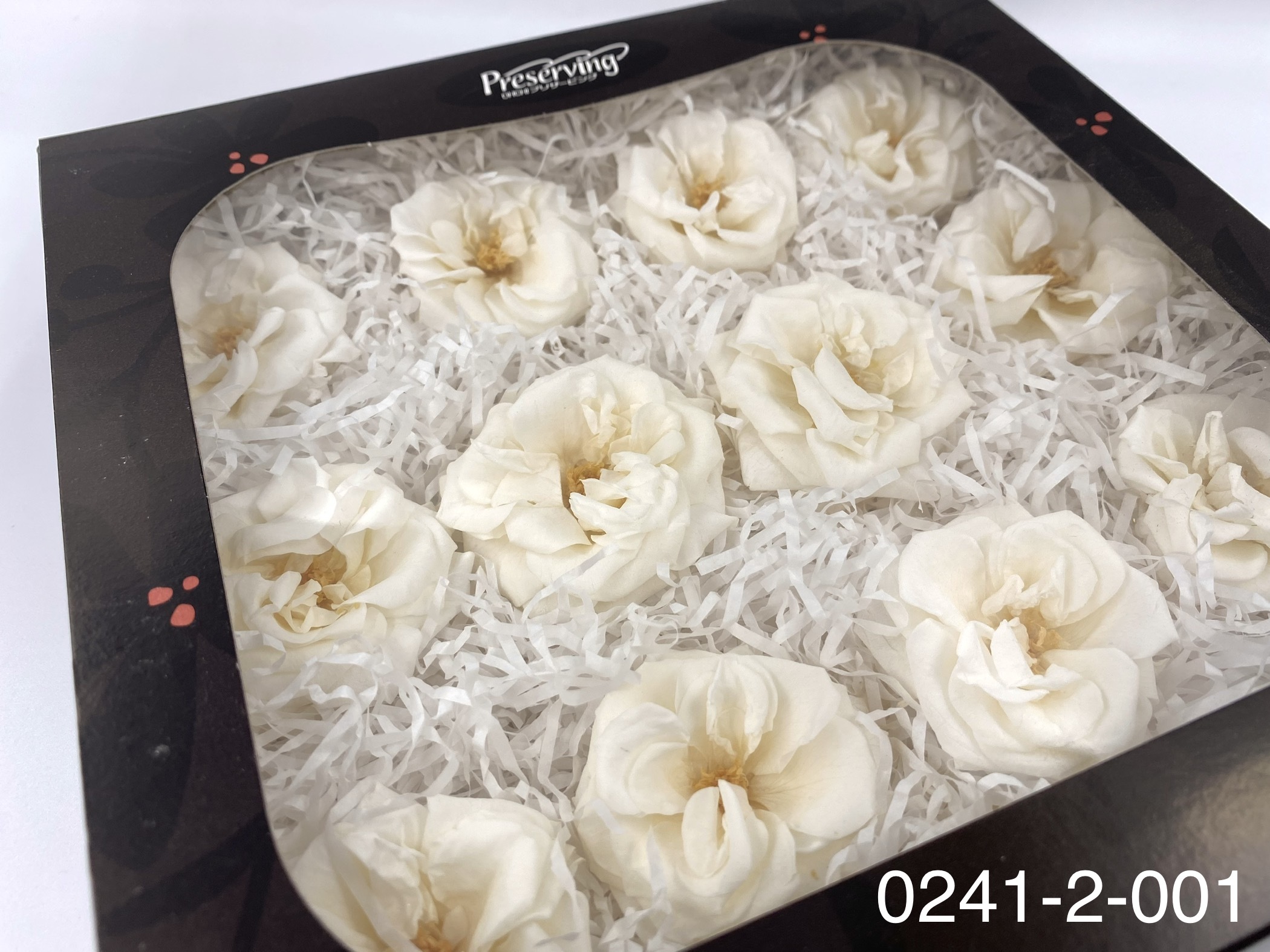 日本不凋薔薇玫瑰 02412-001