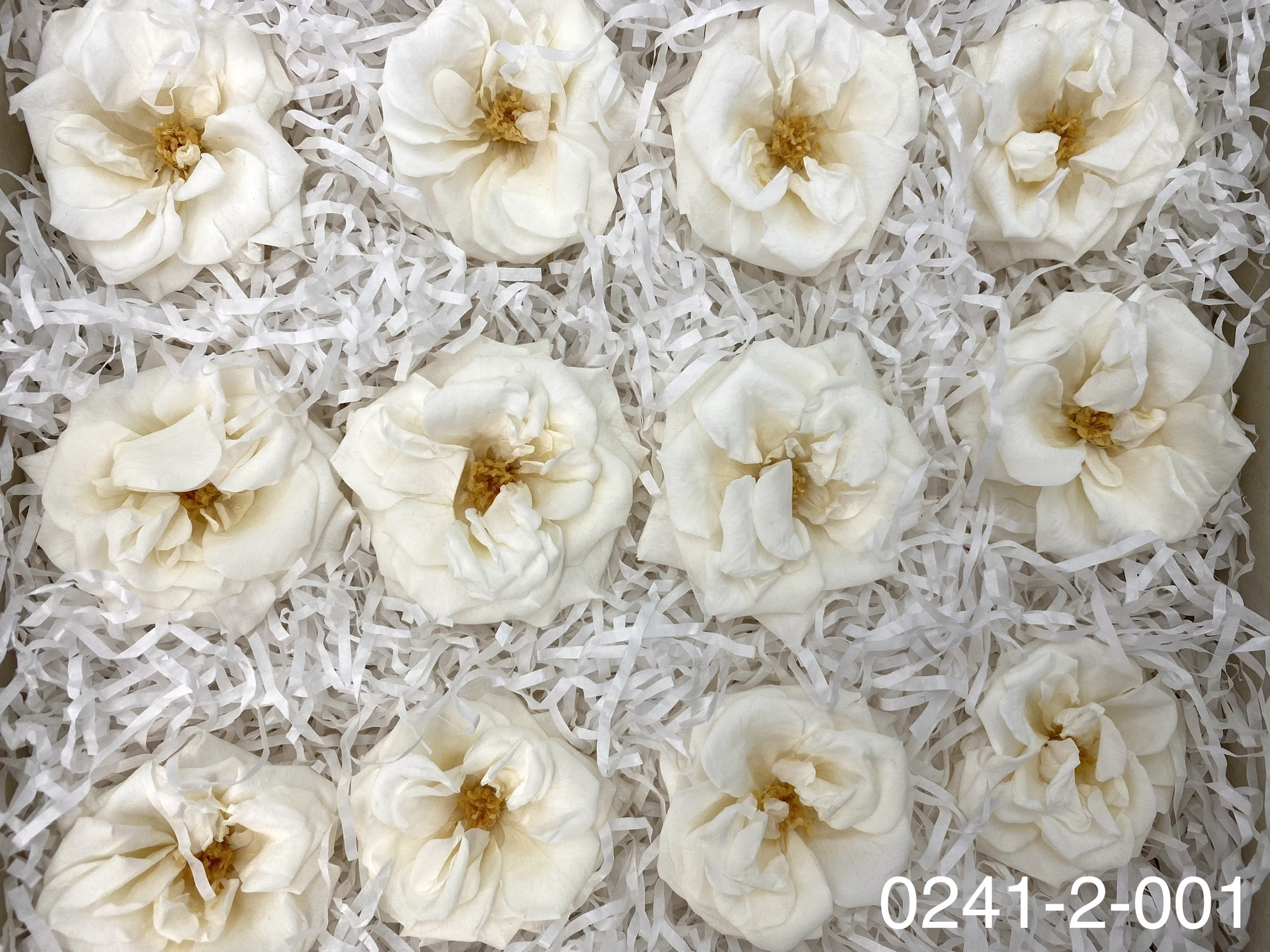 日本不凋薔薇玫瑰 02412-001