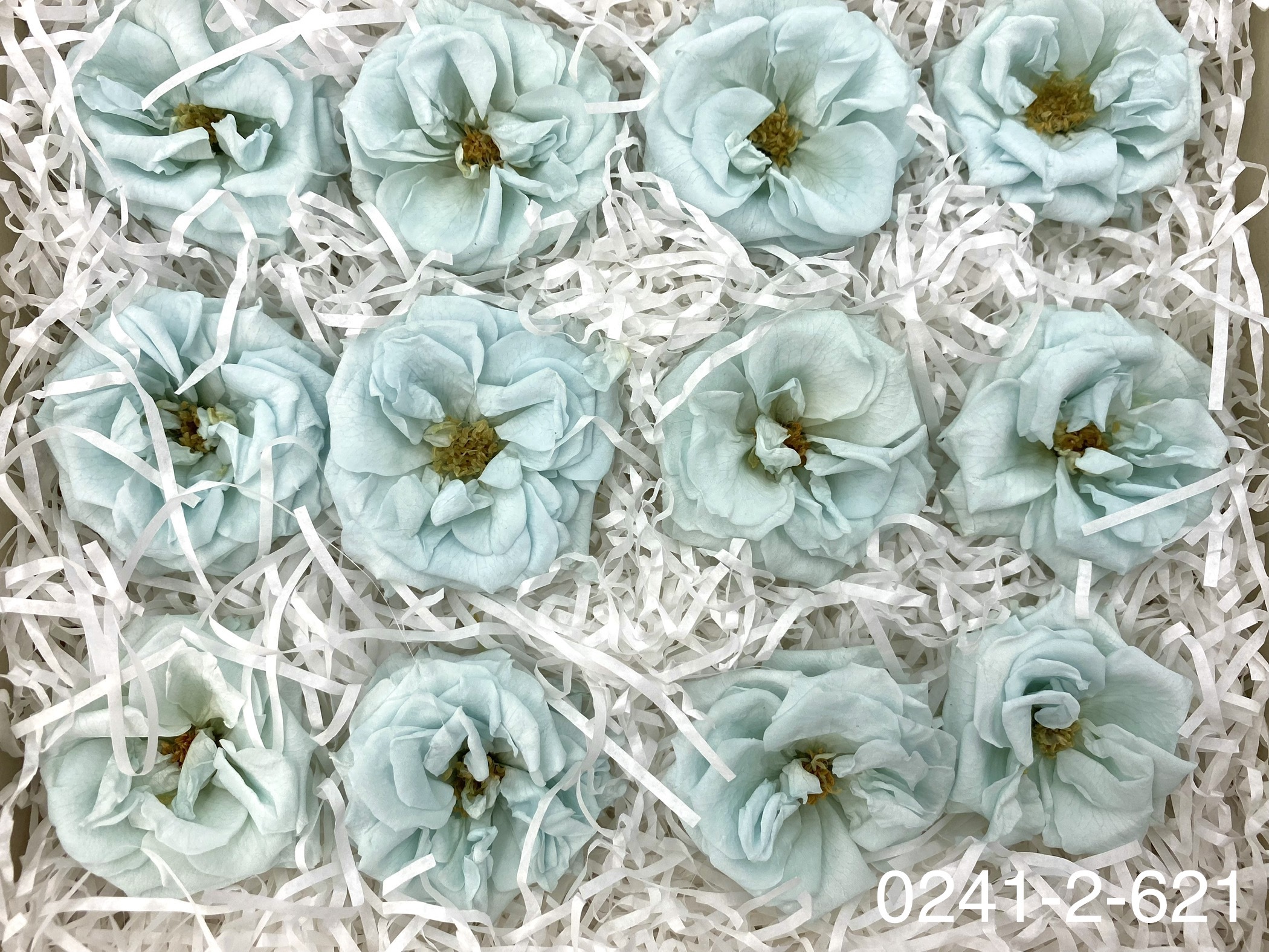 日本不凋薔薇玫瑰 02412-621