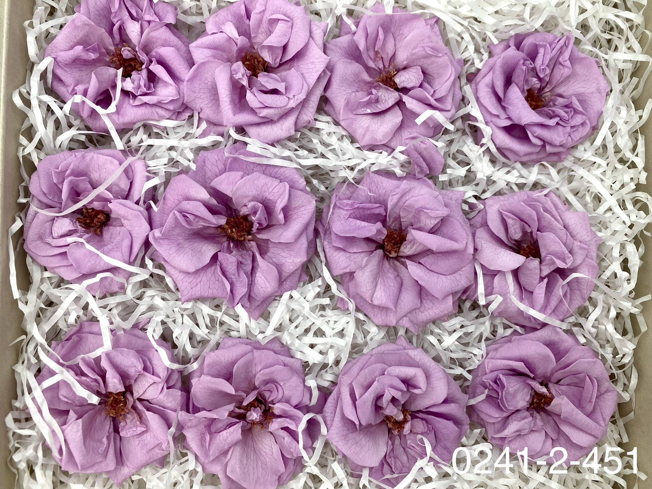 日本不凋薔薇玫瑰 02412-451