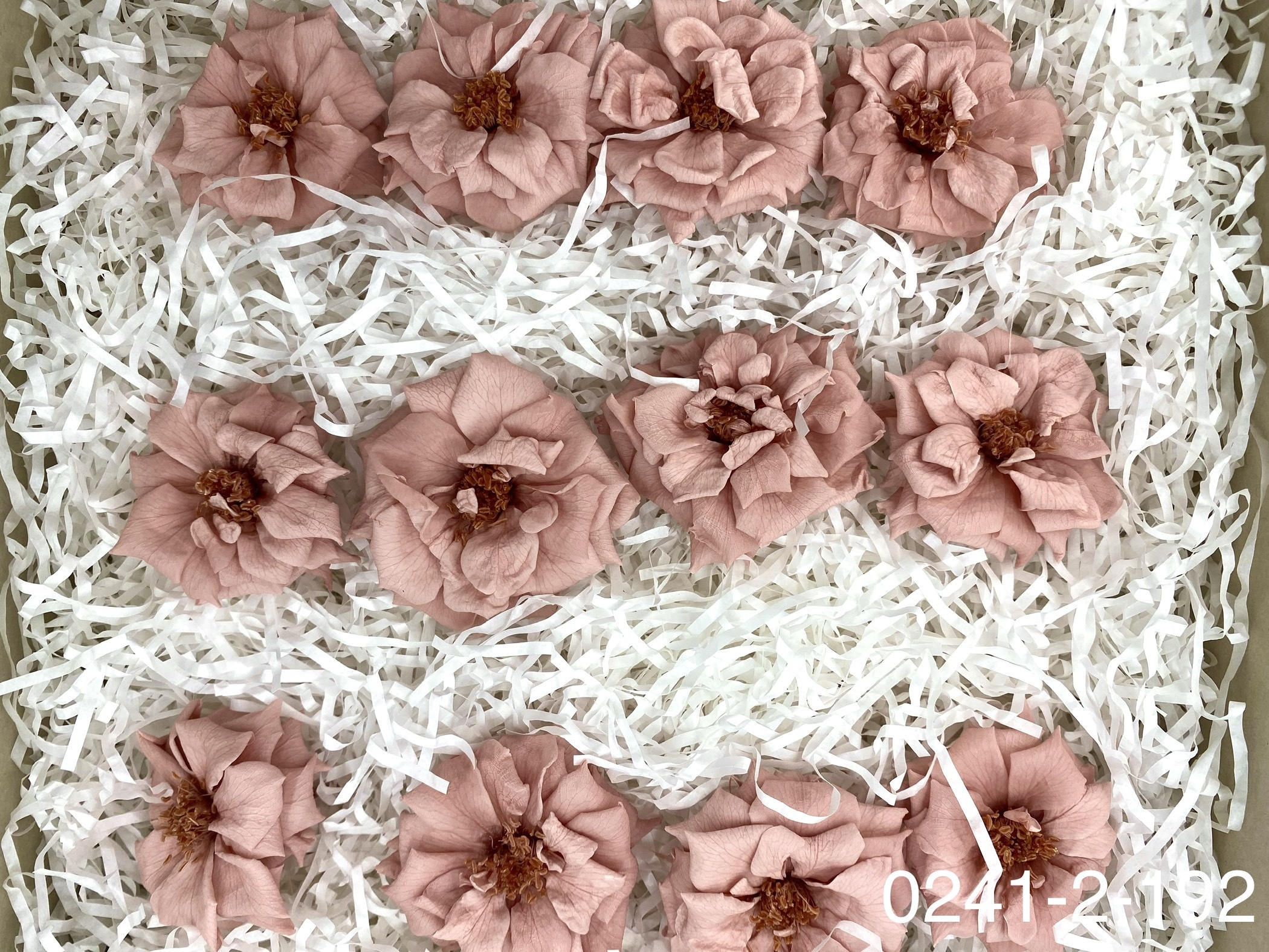 日本不凋薔薇玫瑰 02412-192