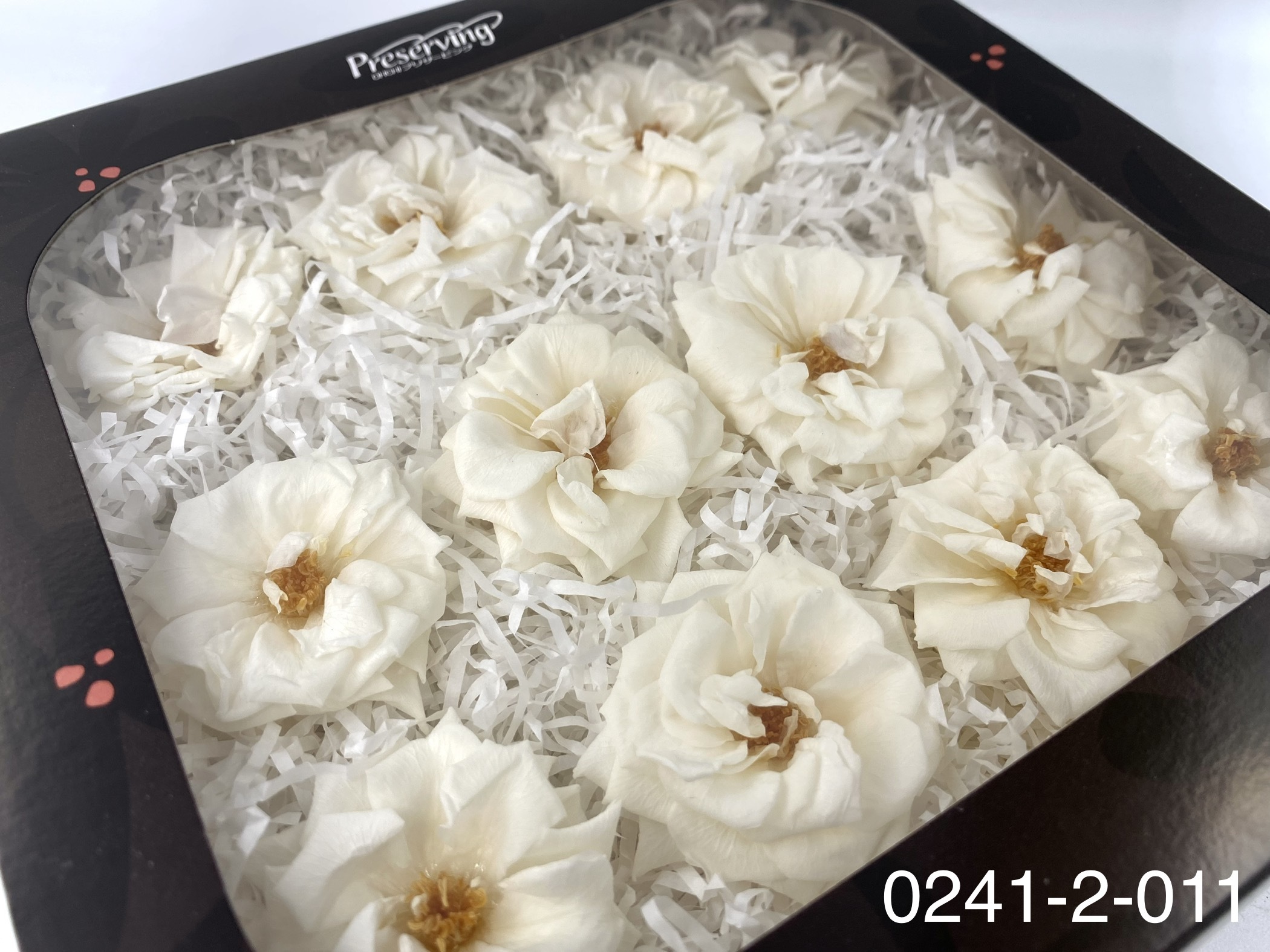 日本不凋薔薇玫瑰 02412-011