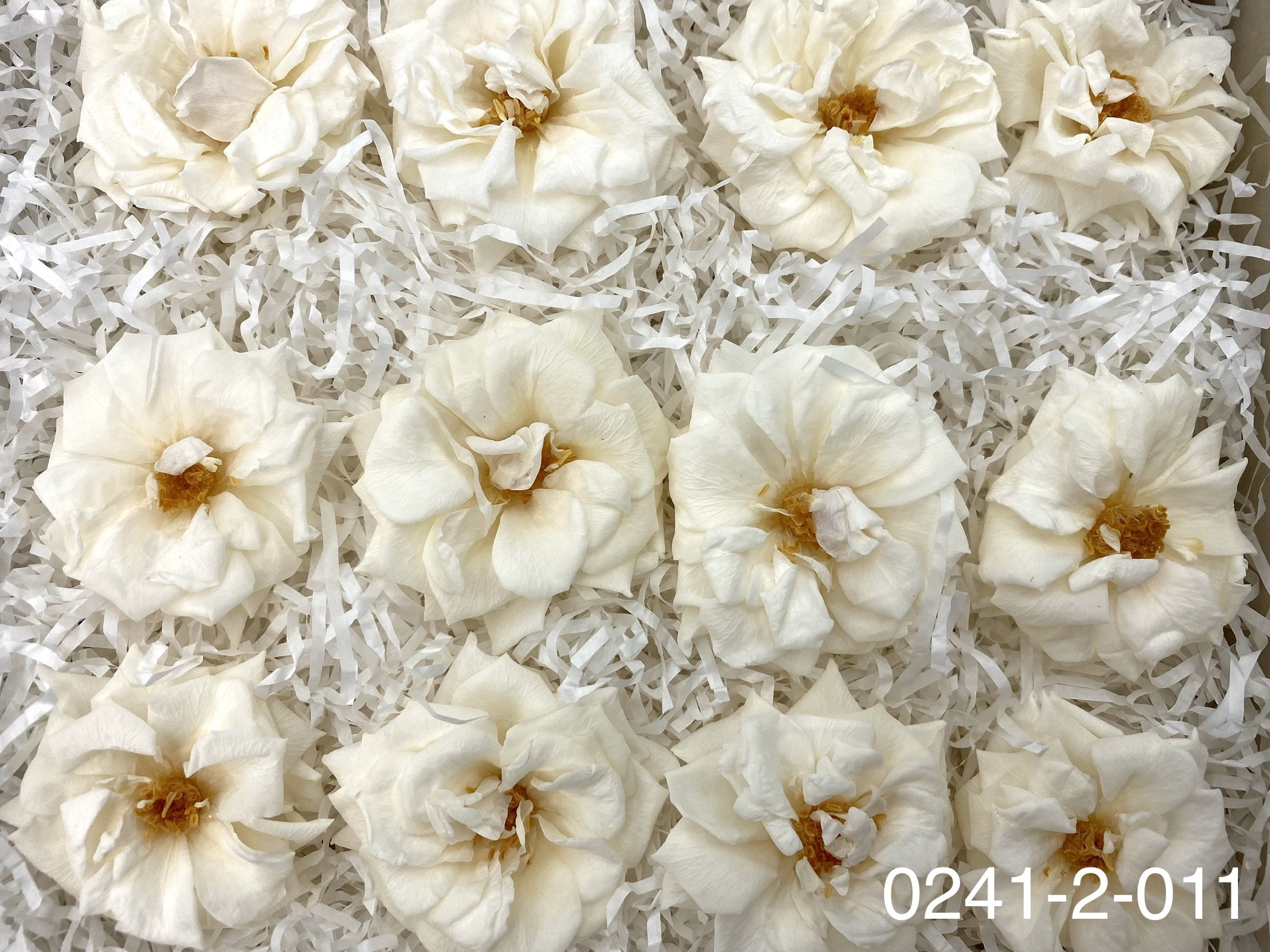 日本不凋薔薇玫瑰 02412-011