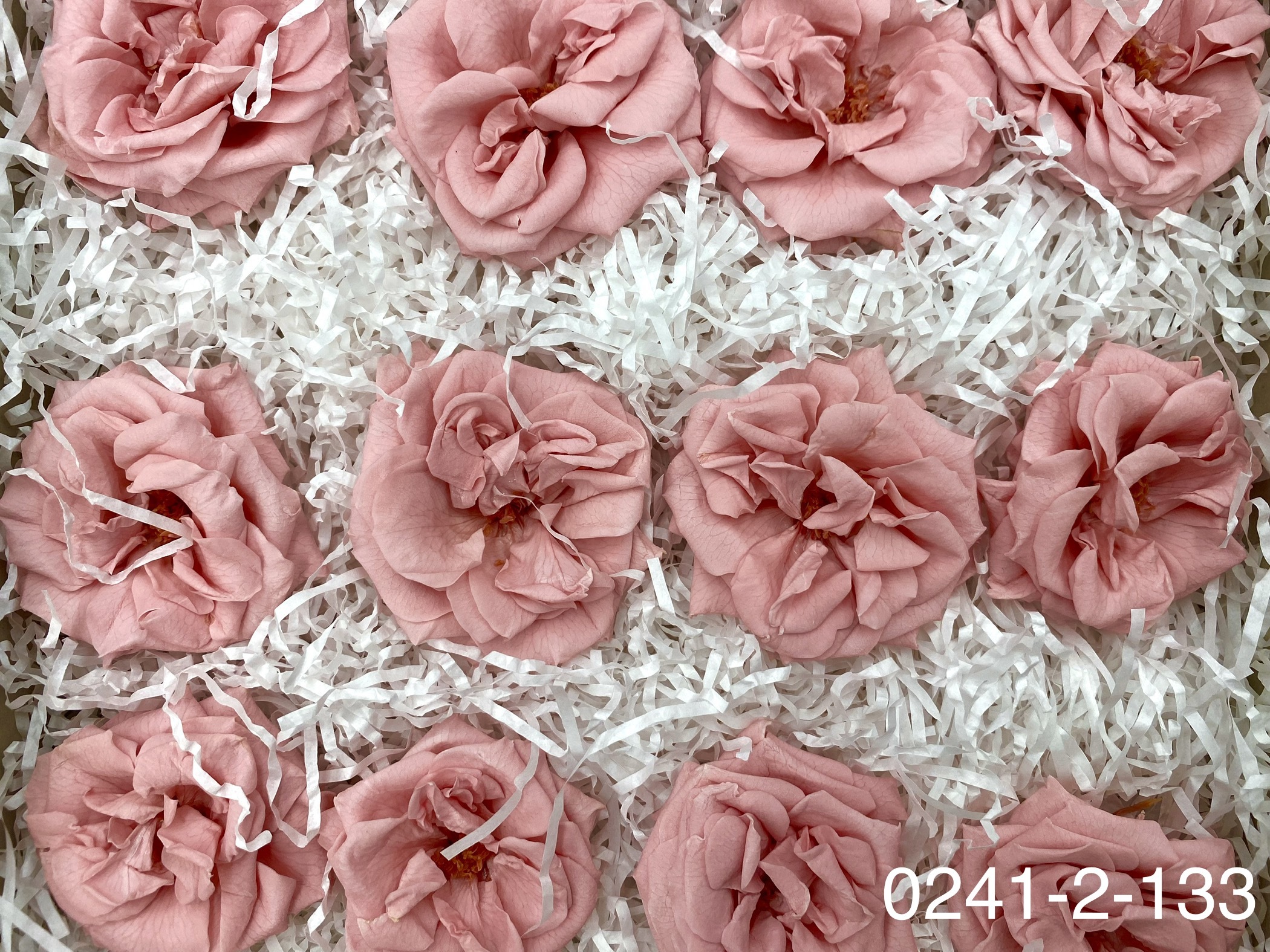 日本不凋薔薇玫瑰 02412-133