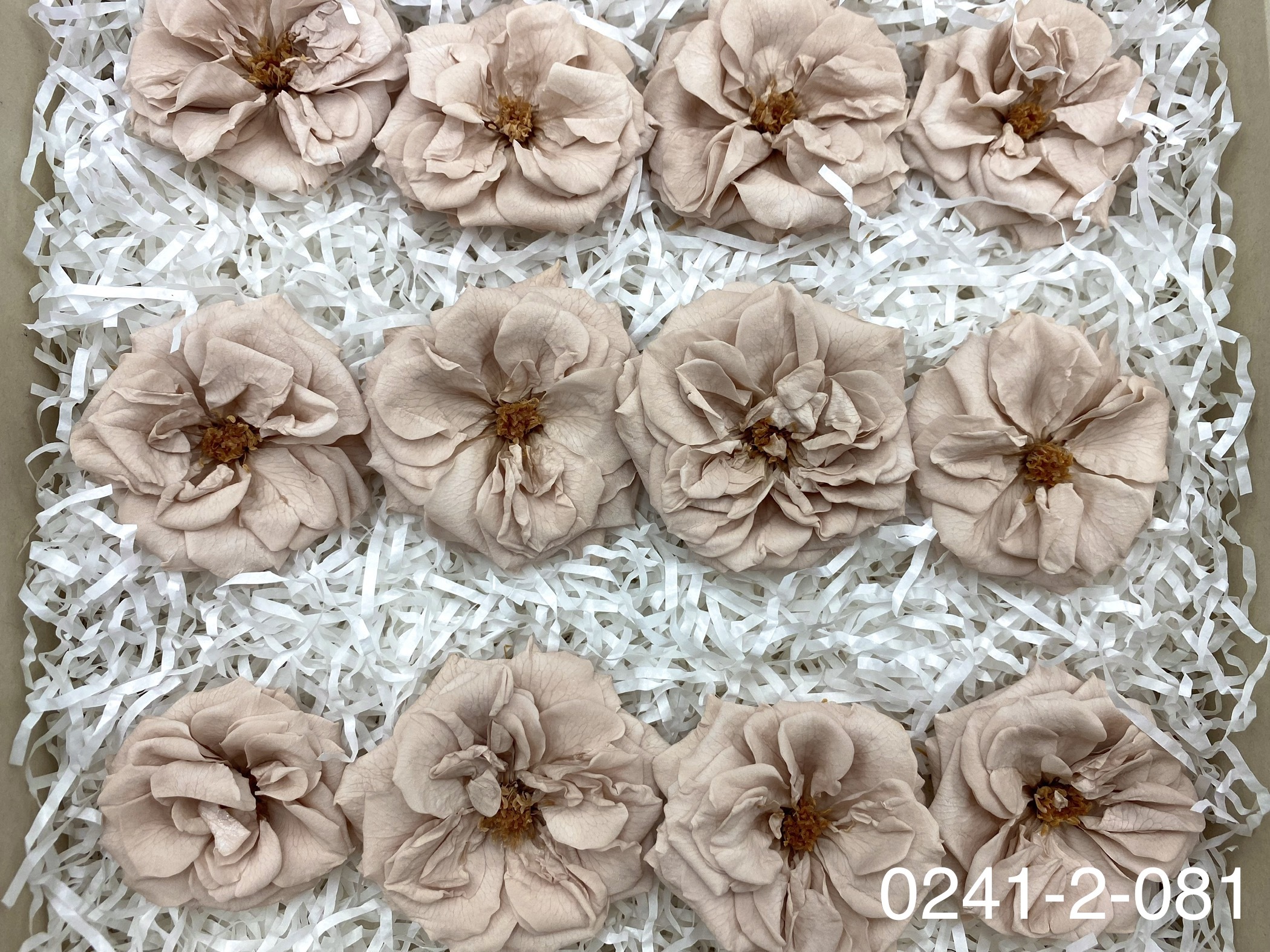 日本不凋薔薇玫瑰 02412-081