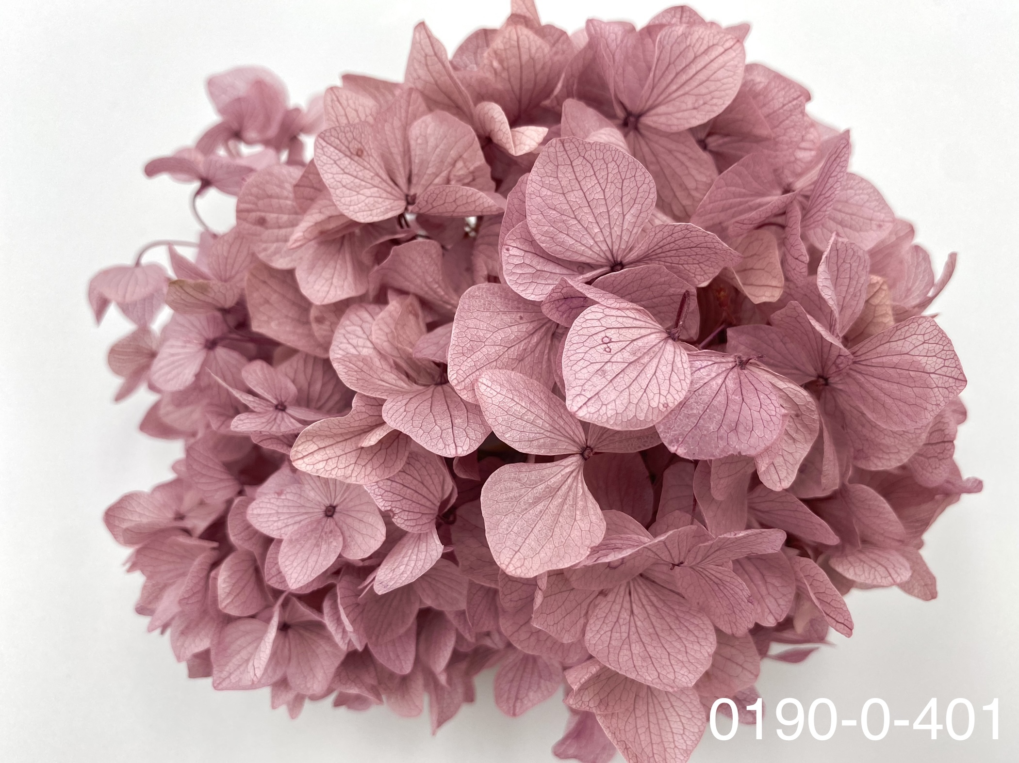 日本不凋大葉繡球01900-401