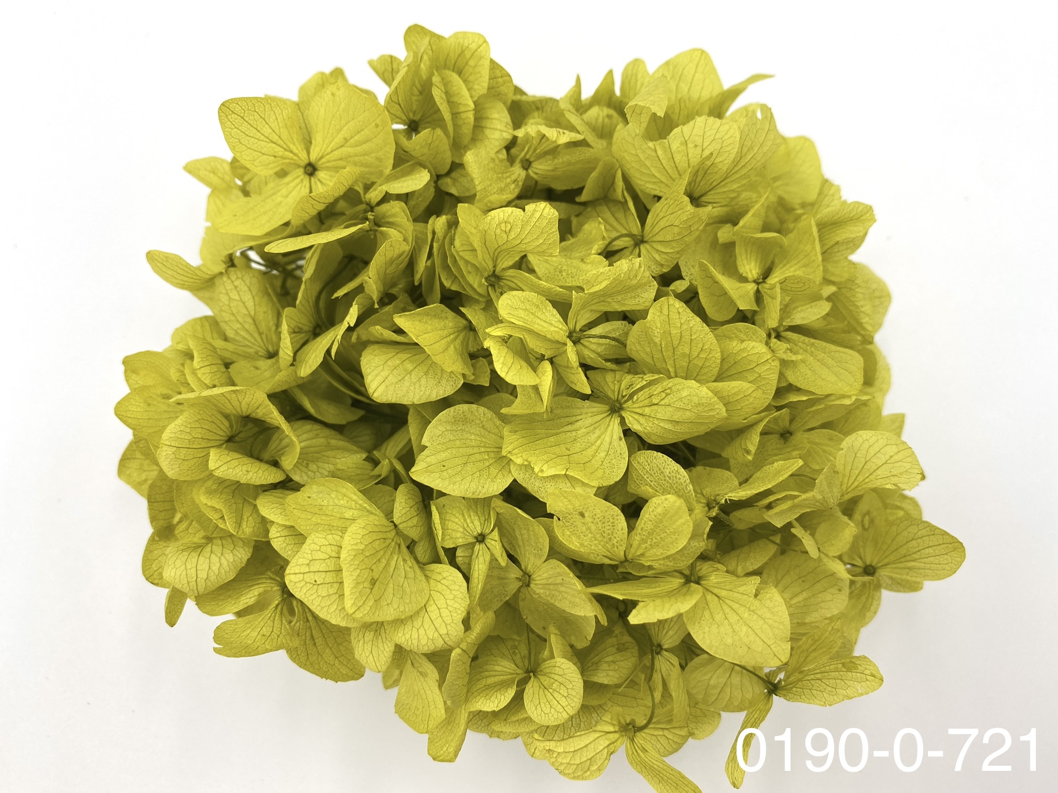 日本不凋大葉繡球01900-721
