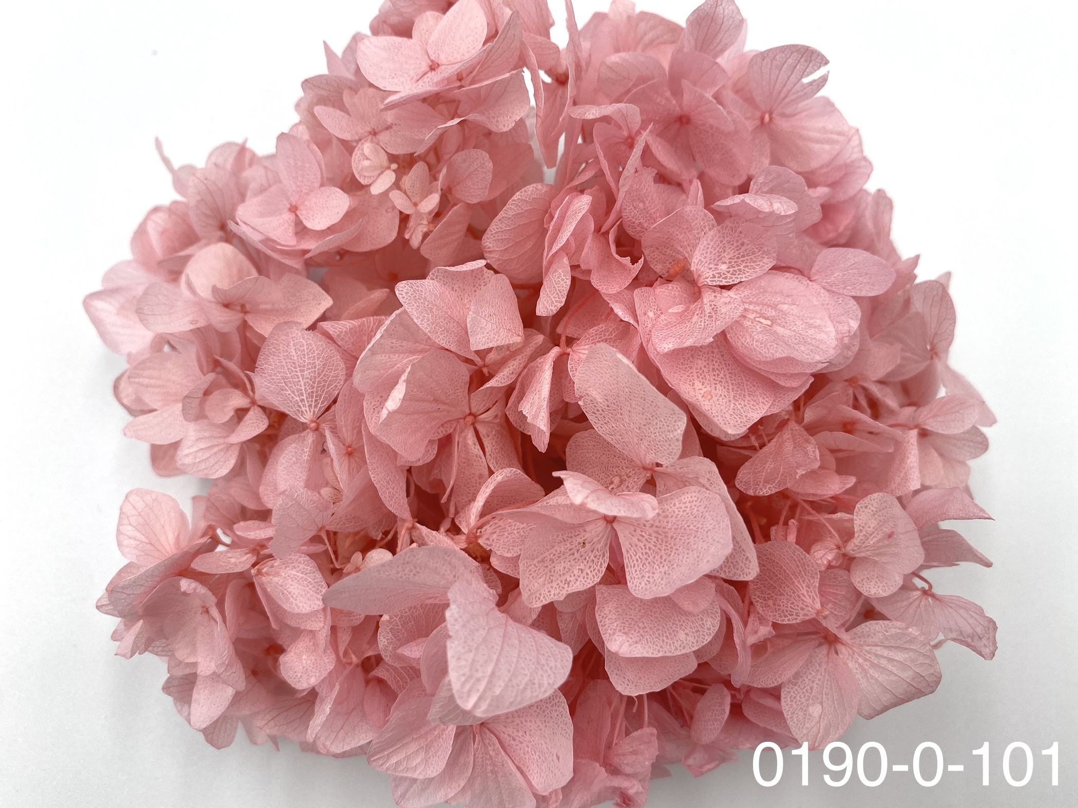 日本不凋大葉繡球01900-101